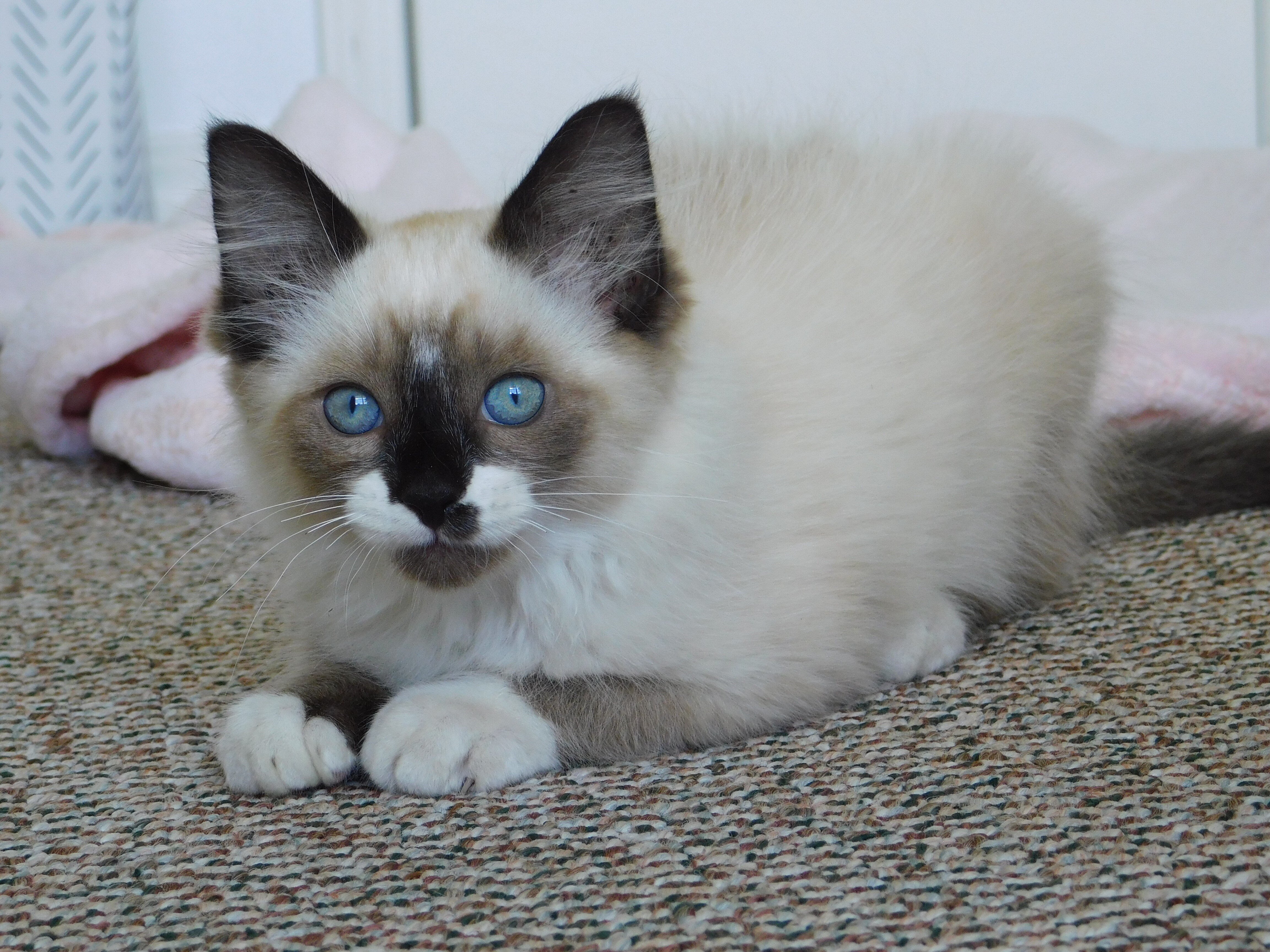 Maxwell, beautiful mitted seal-point kitten image 1