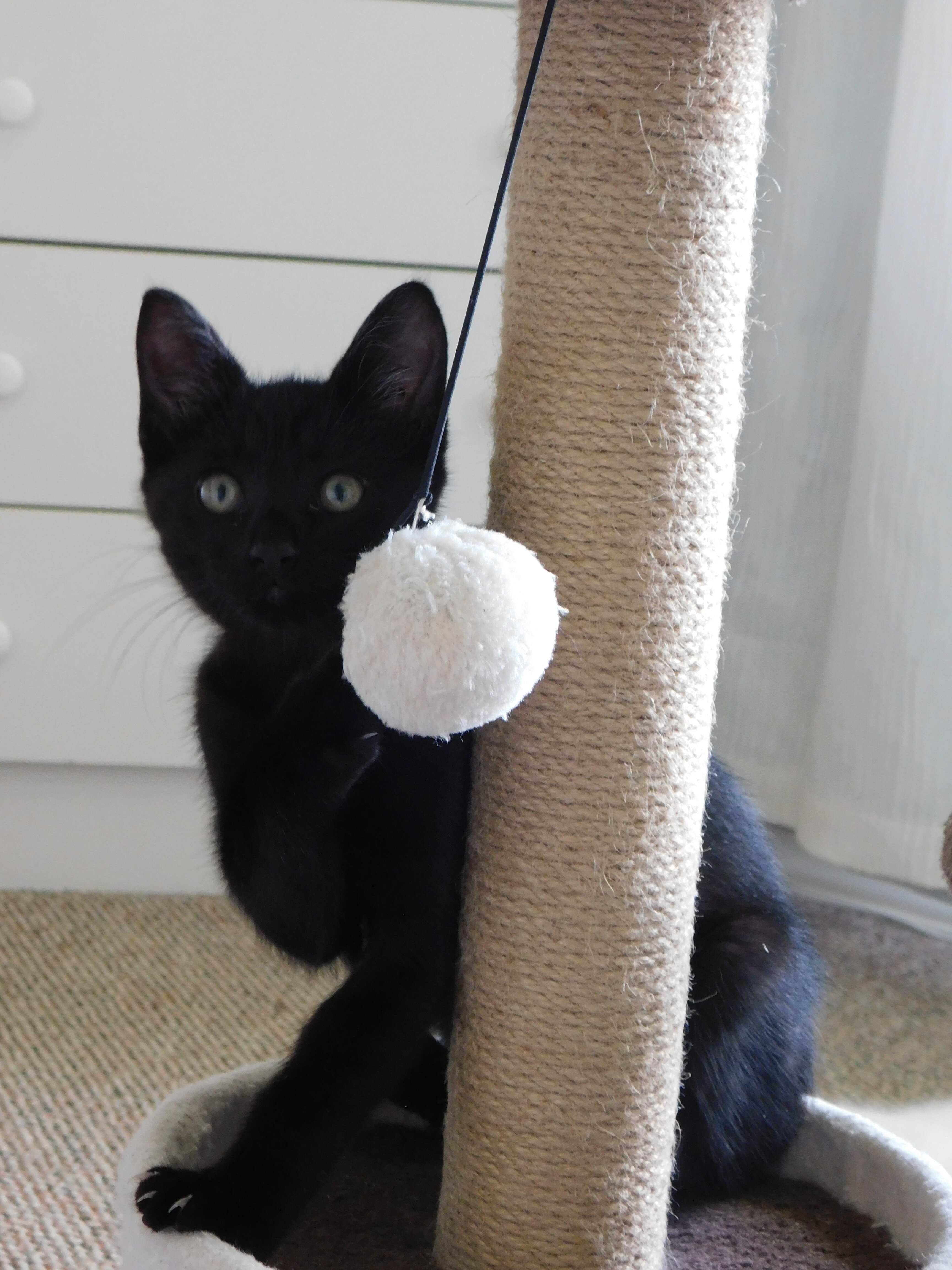 Knight, adorable black kitten image 1