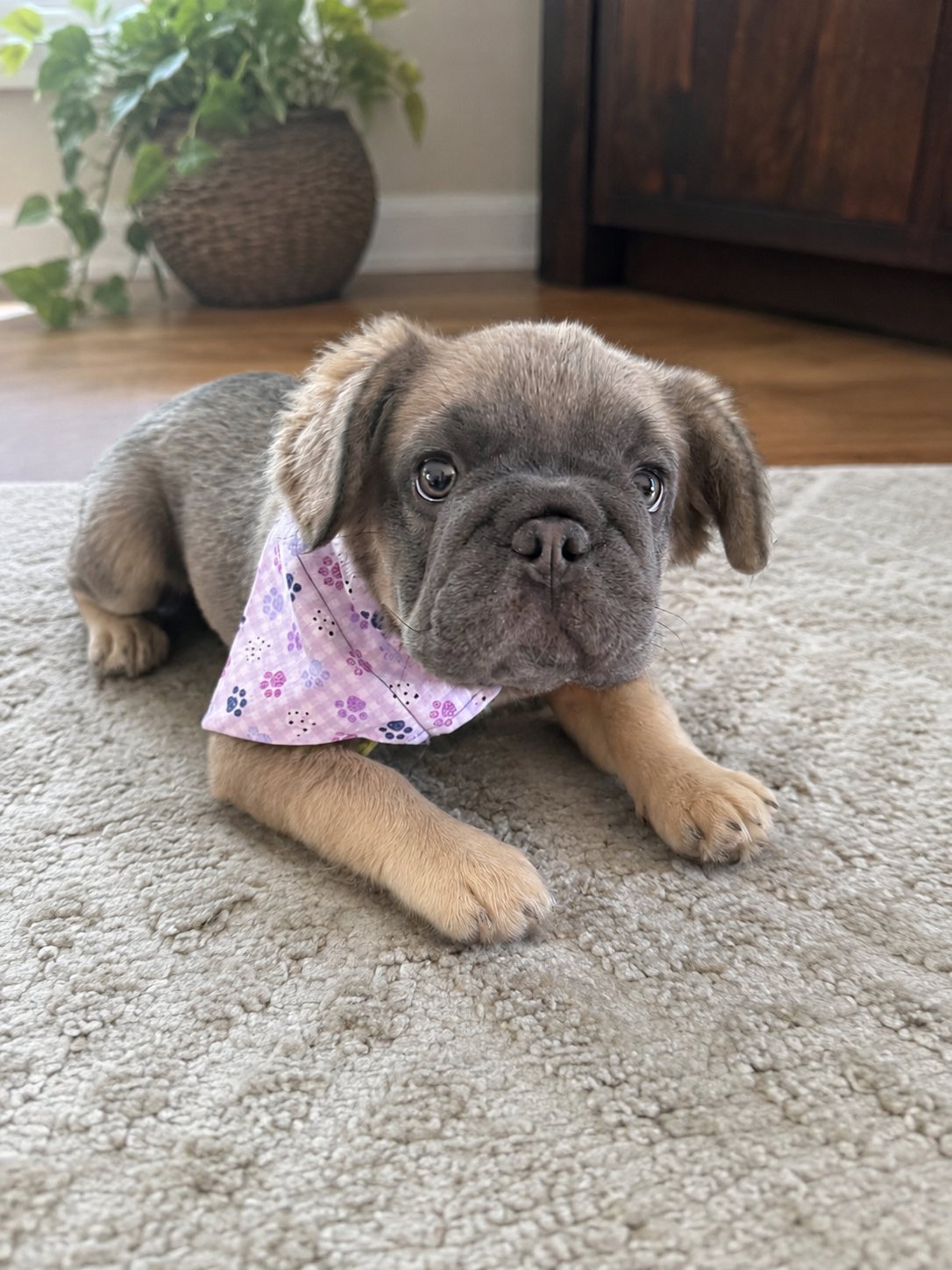 furry french bulldogs (big rope isabella) image 3