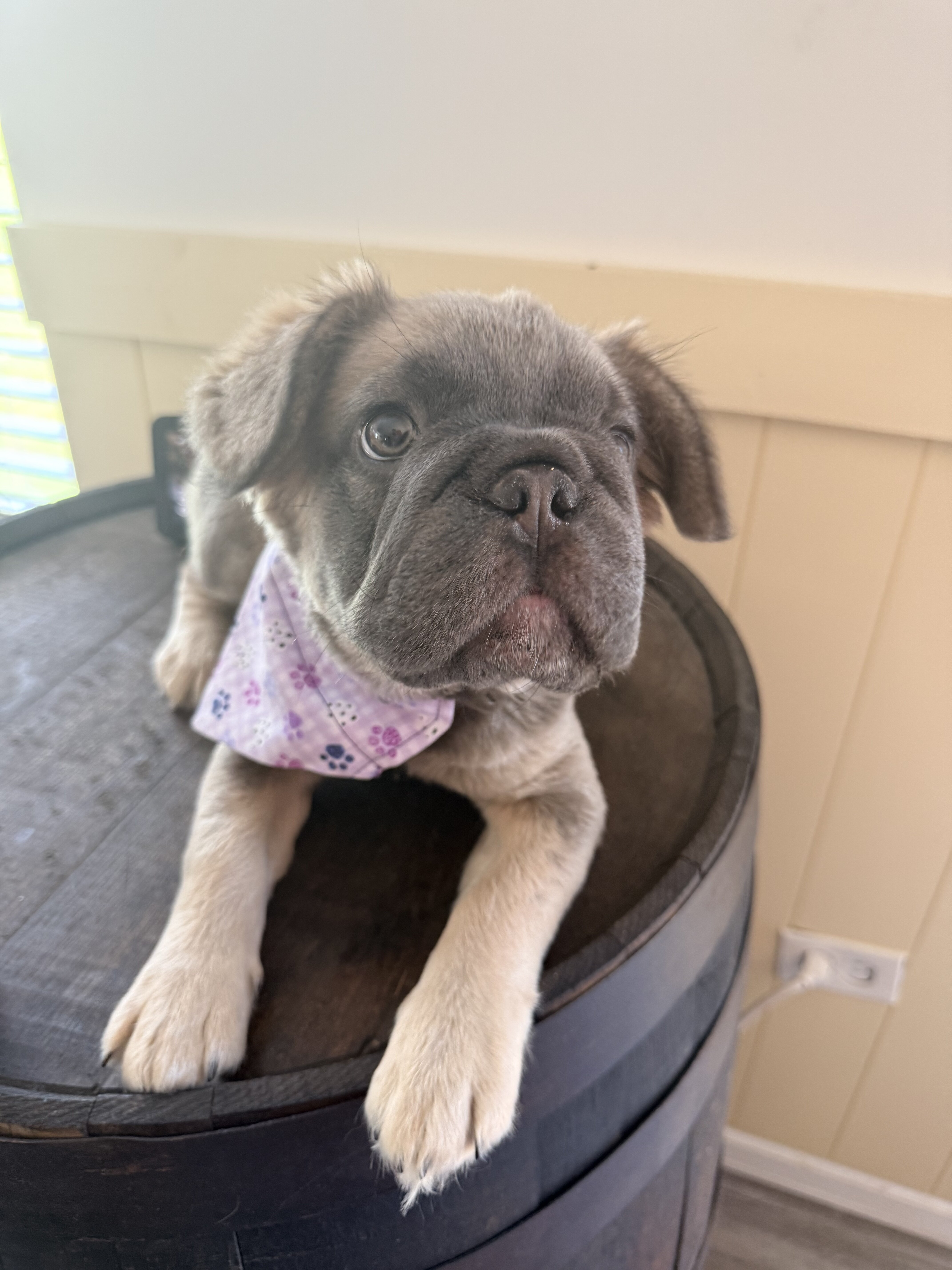 furry french bulldogs (big rope isabella) image 7