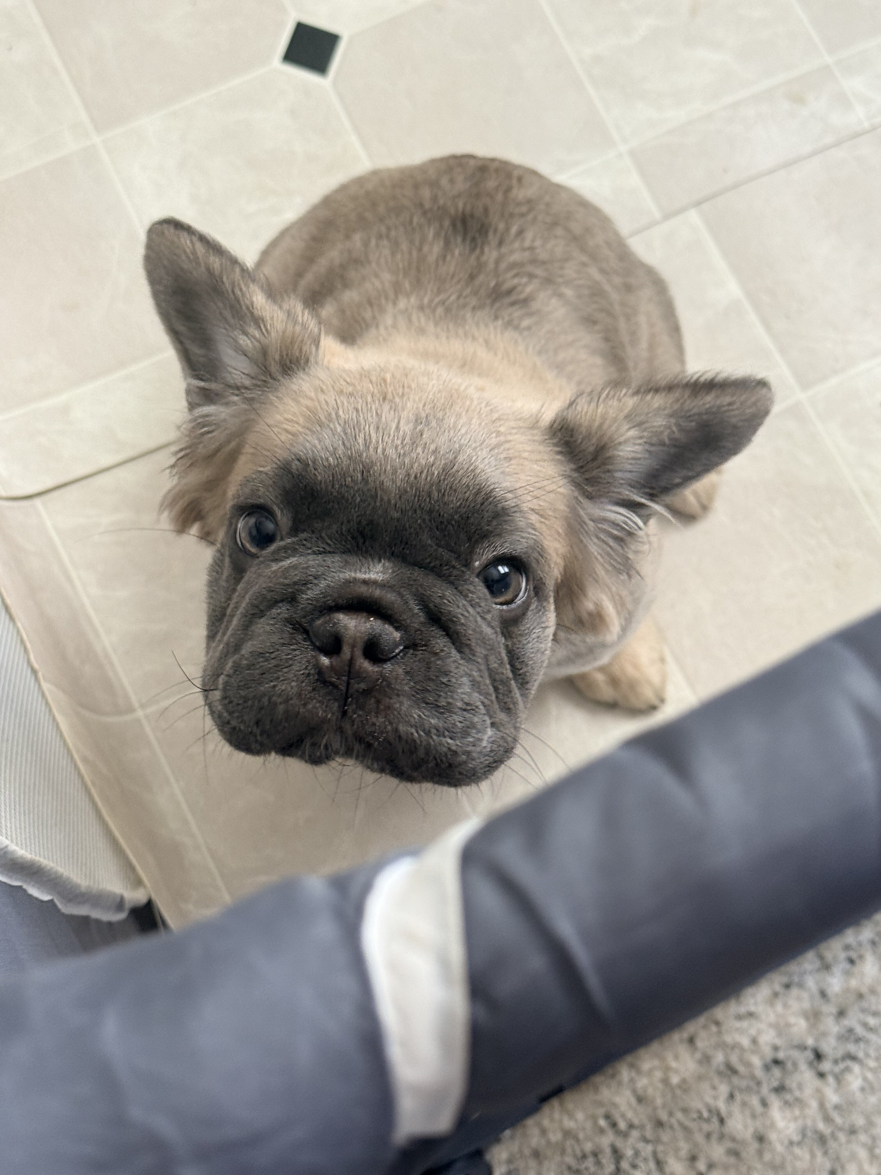 furry french bulldogs (big rope isabella) image 6