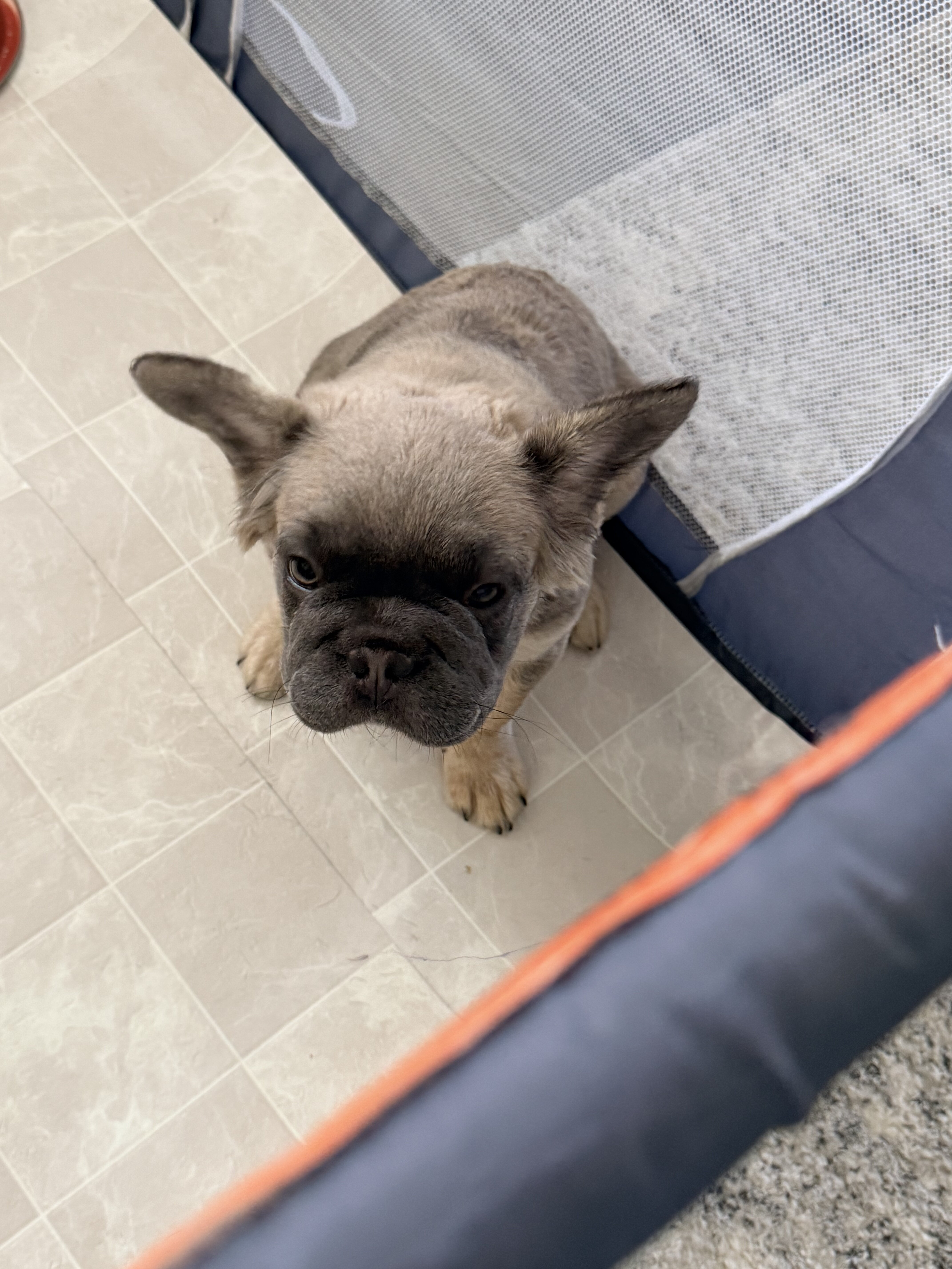 furry french bulldogs (big rope isabella) image 4