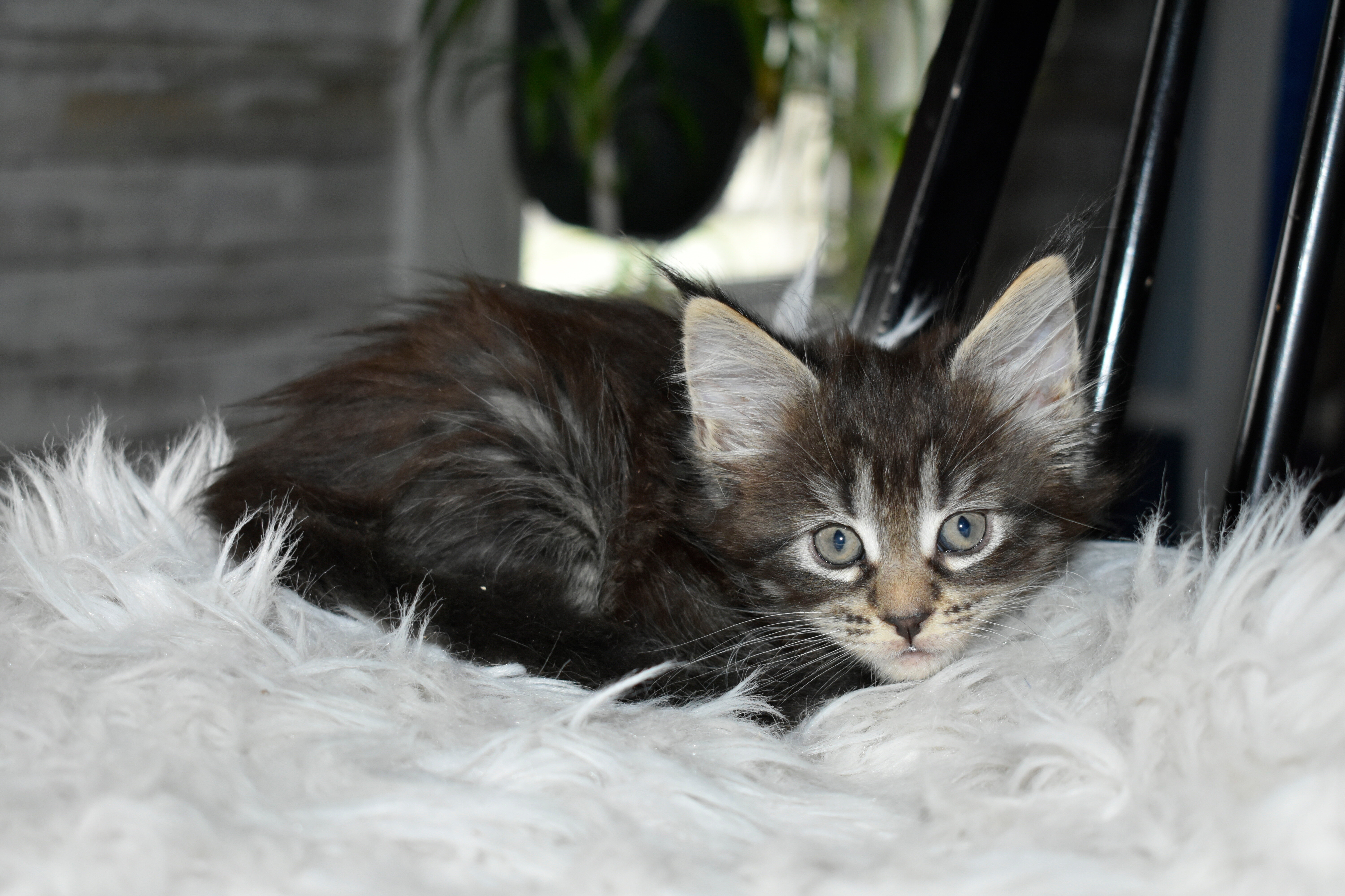 Maine coon Euro Tica kittens ready Now sept 2026 image 1