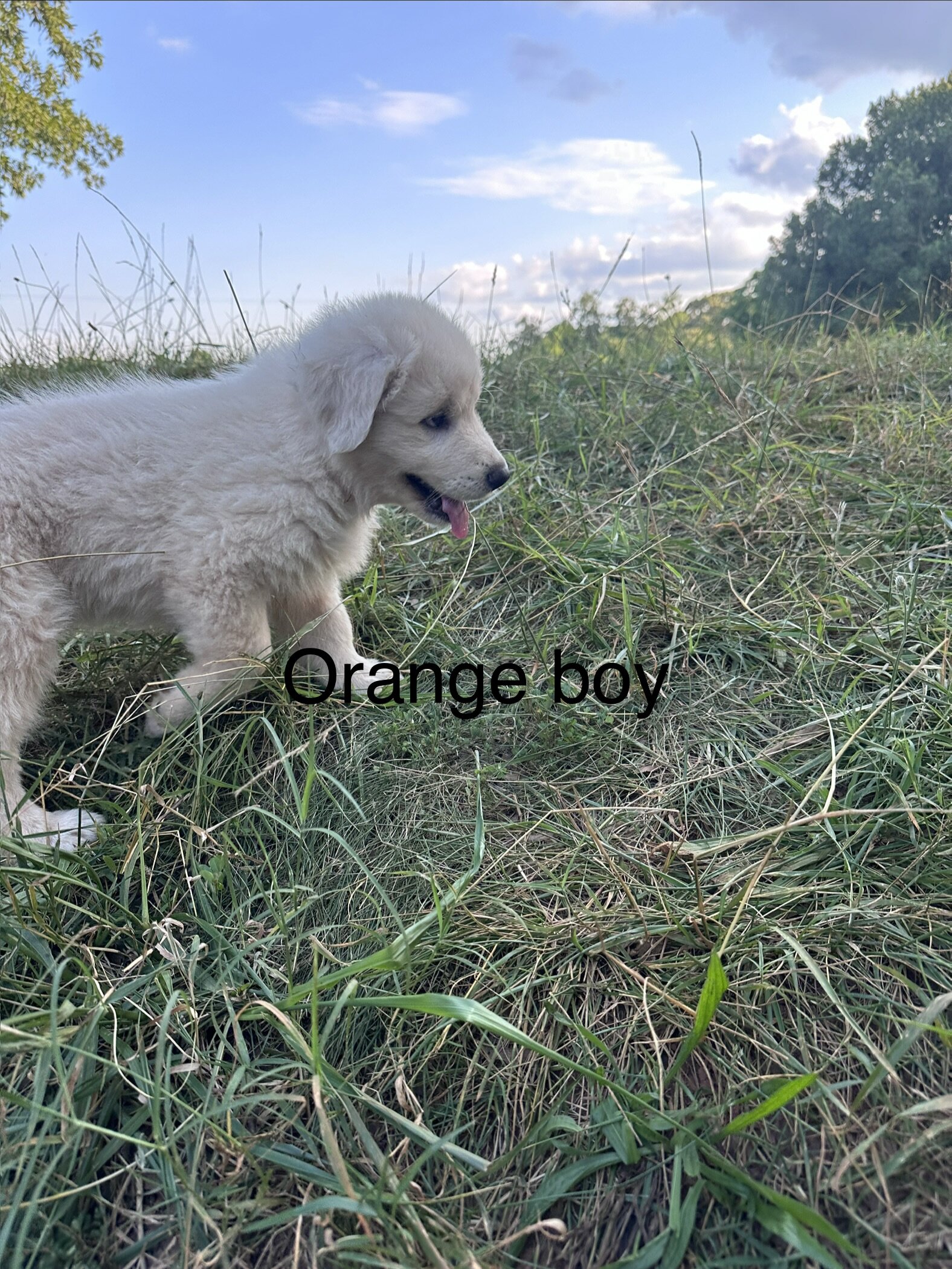 Maremma lovable and playful puppy available image 3