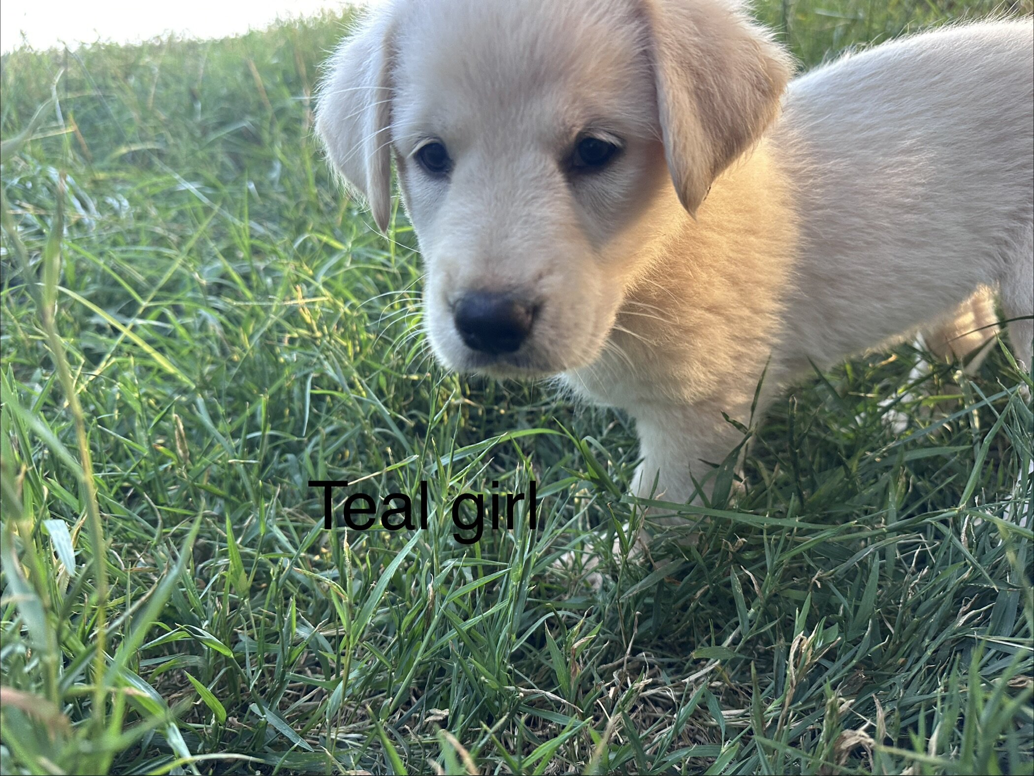 Maremma lovable and playful puppy available image 4
