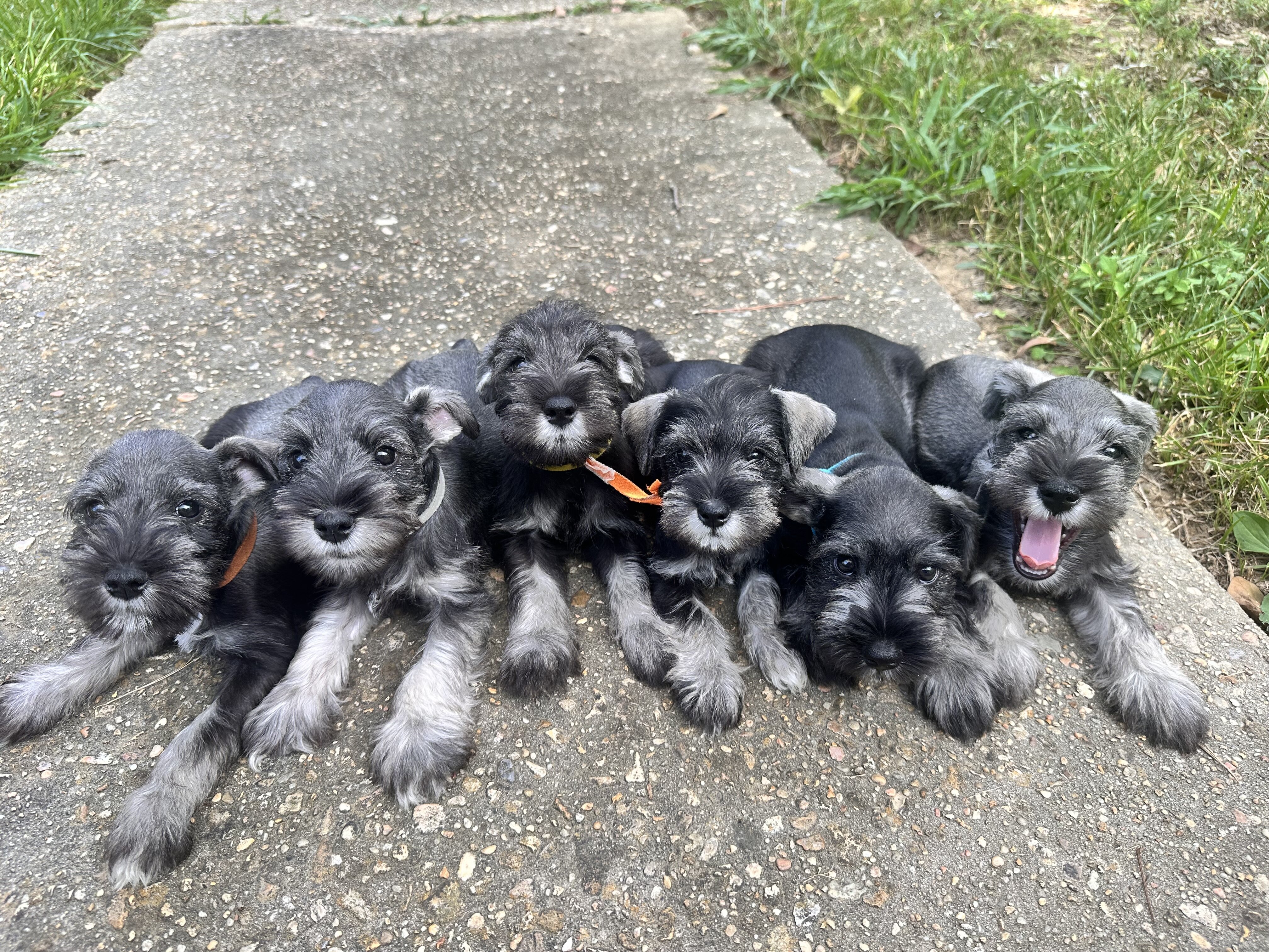Miniature Schnauzers image 4
