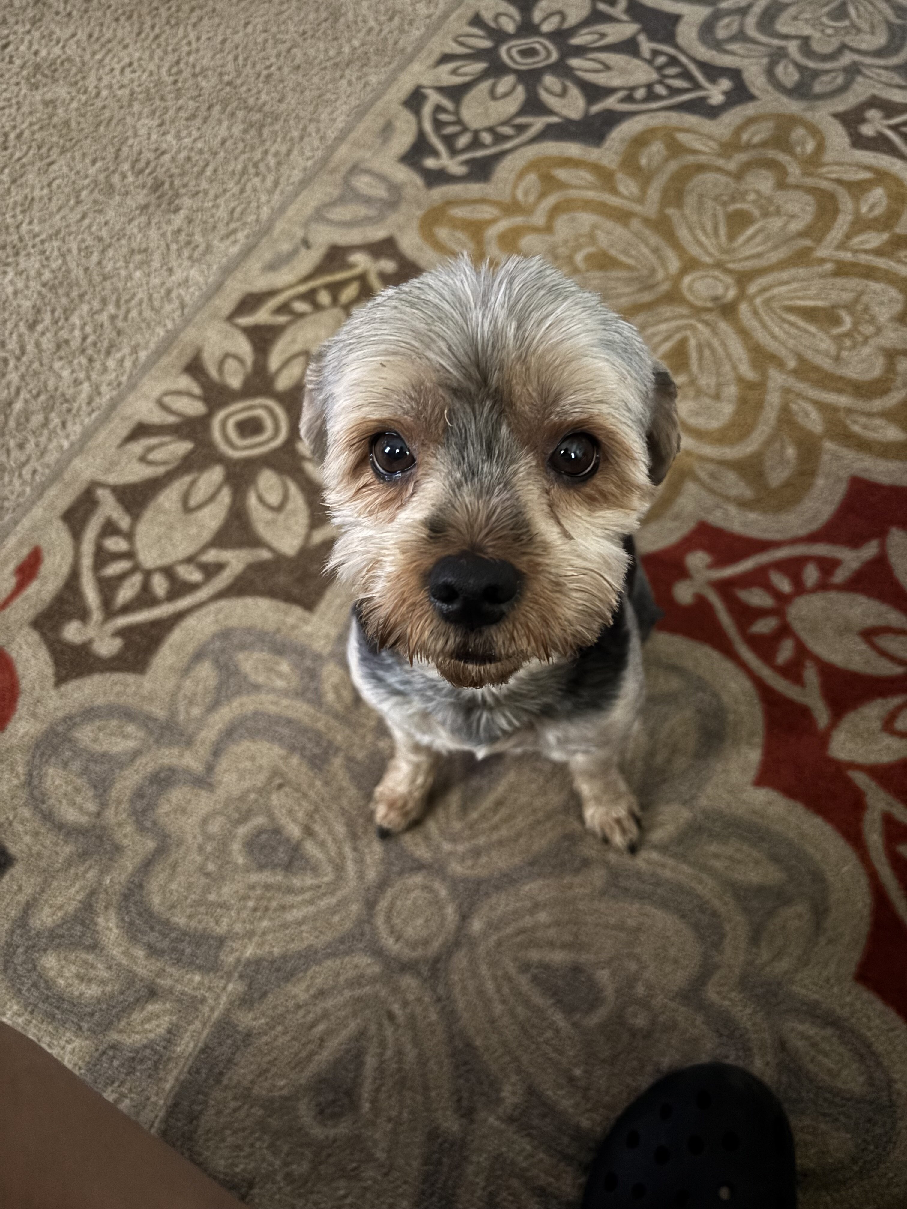 Dog image 4