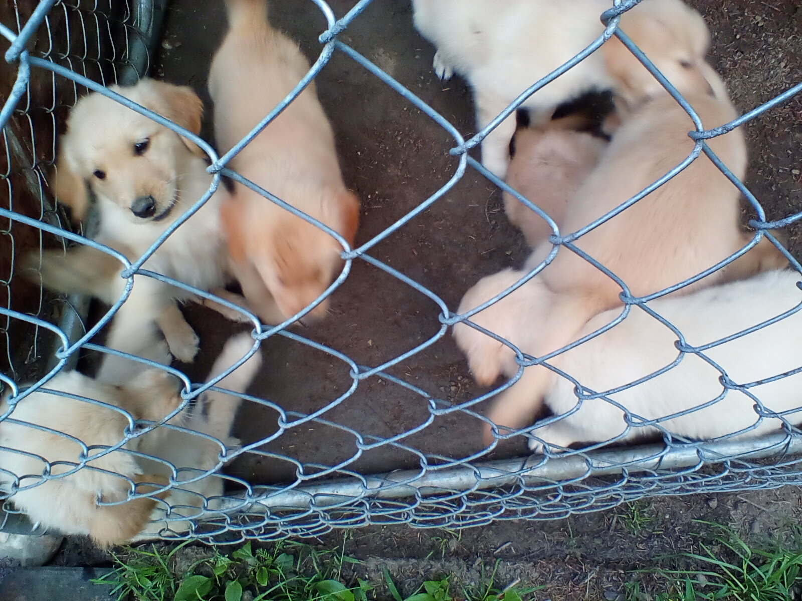 Golden Retriever Puppies image 4