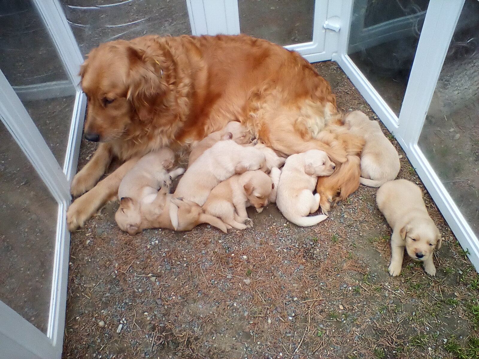Golden Retriever Puppies image 1