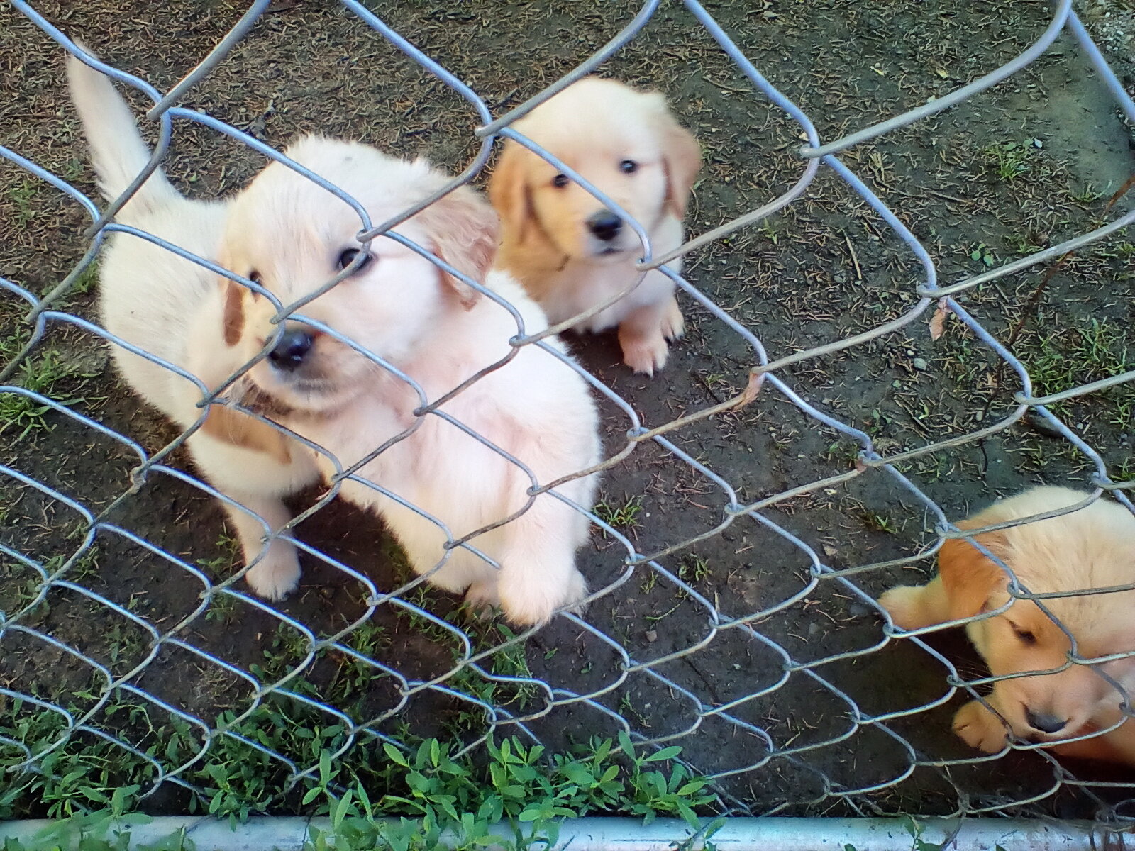 Golden Retriever Puppies image 3