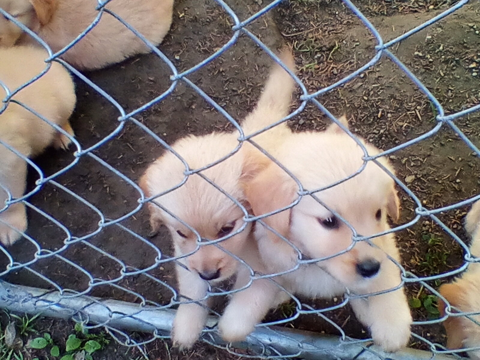 Golden Retriever Puppies image 2
