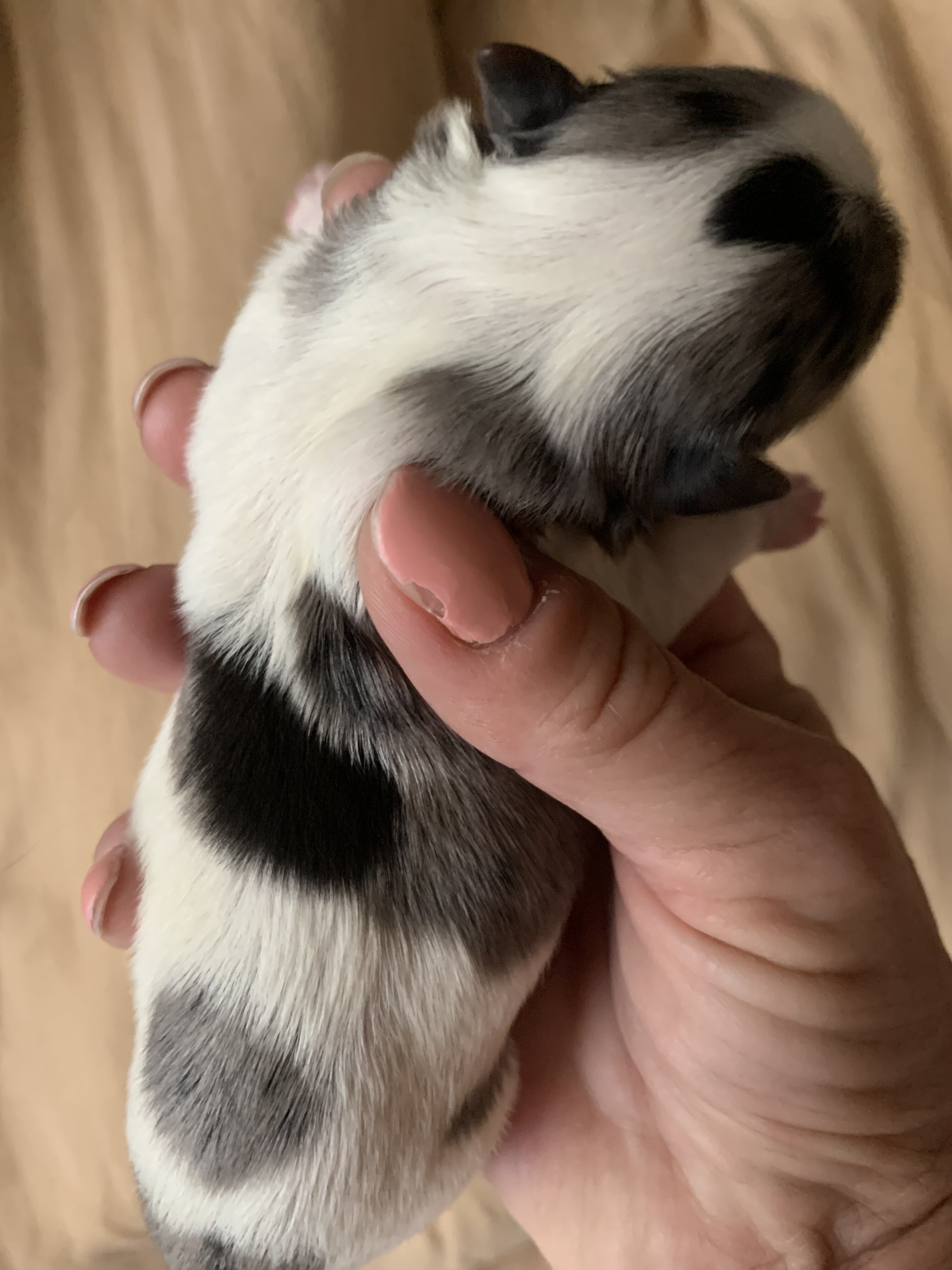 Biewer/Russian YORKIE male image 9