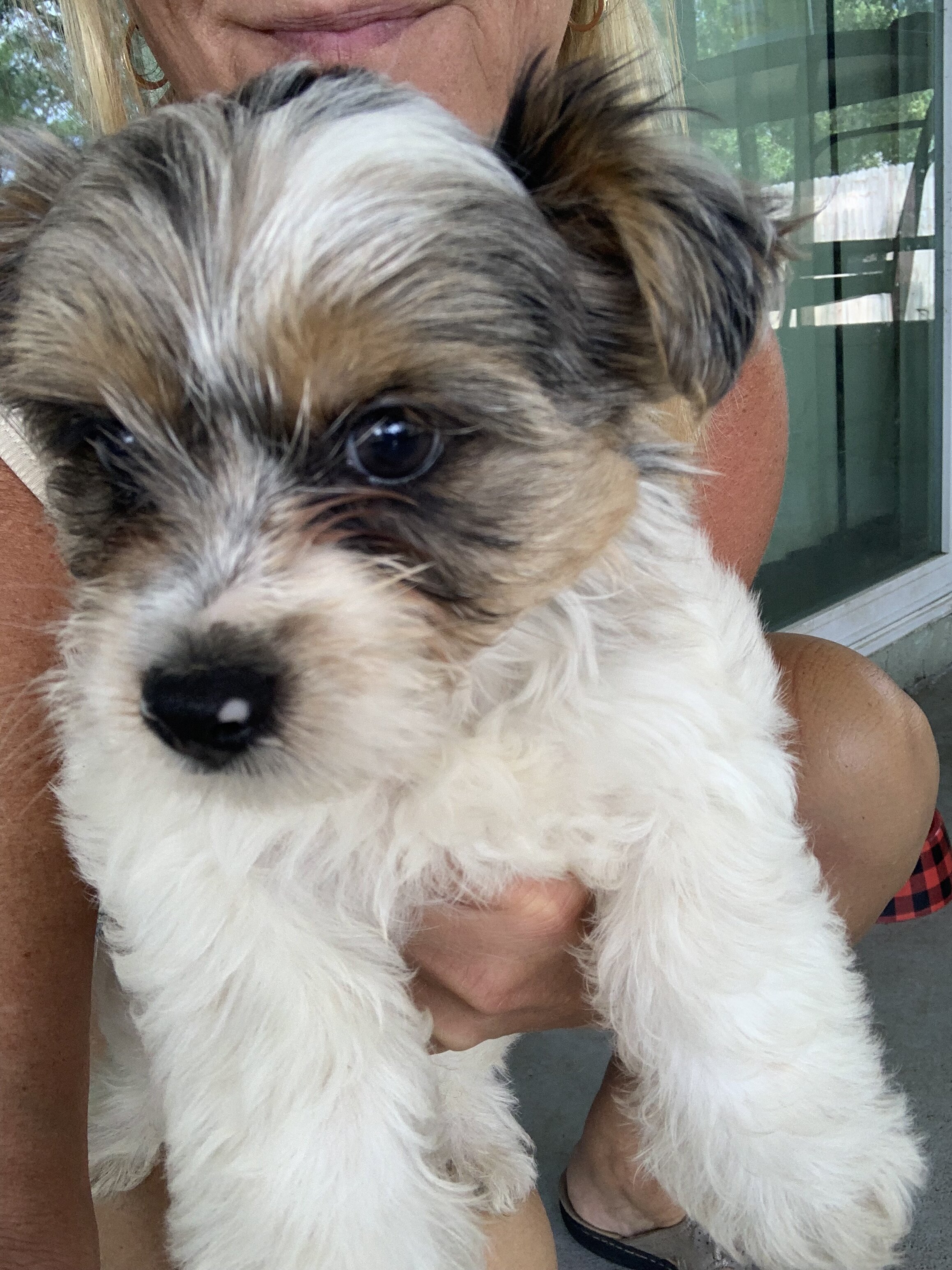 Biewer/Russian YORKIE male image 5