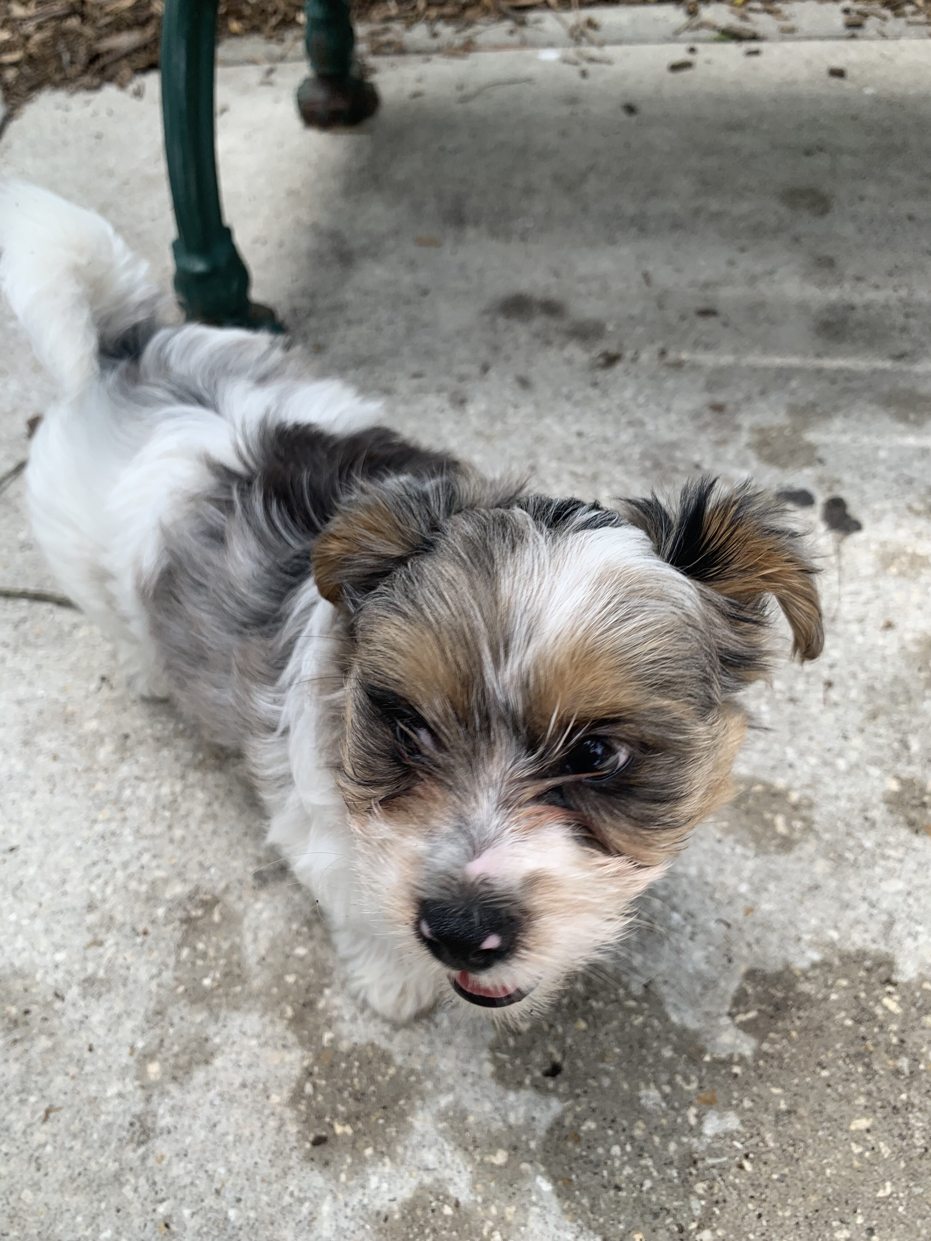 Biewer/Russian YORKIE male image 1