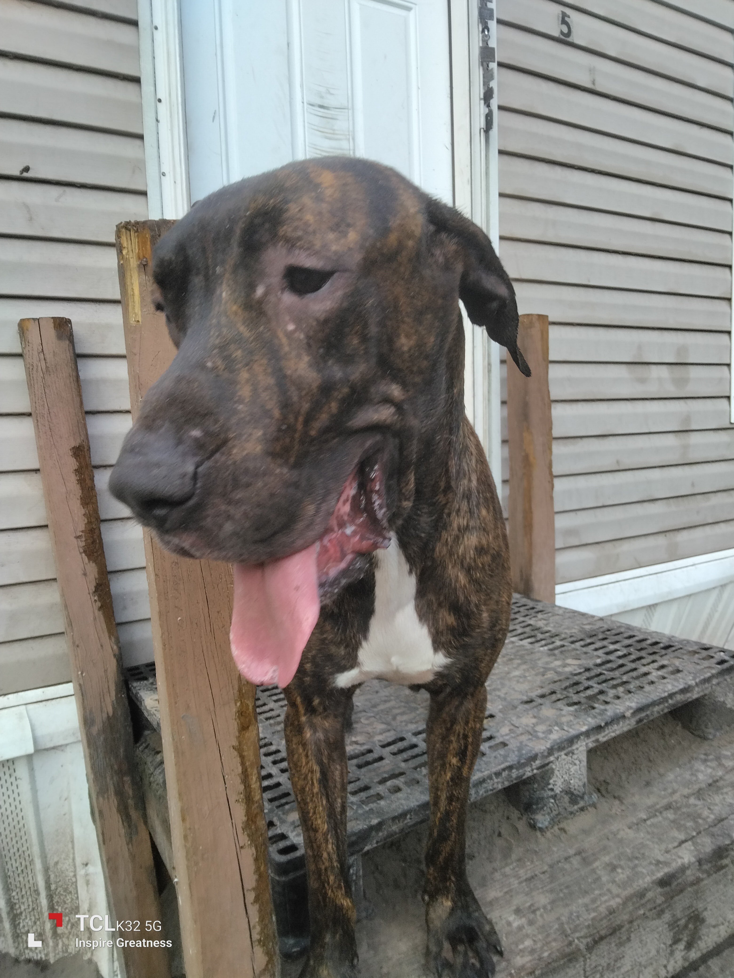 Great Dane 8 month old boy image 4