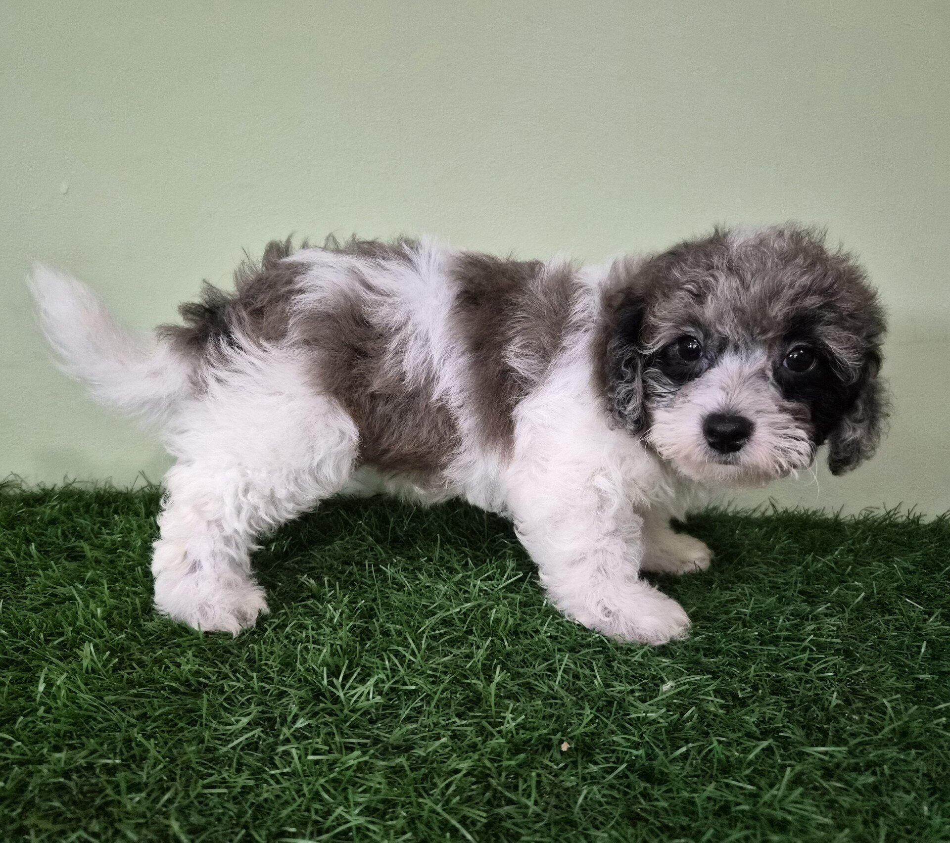 Chevelle Female Mini Poodle image 8
