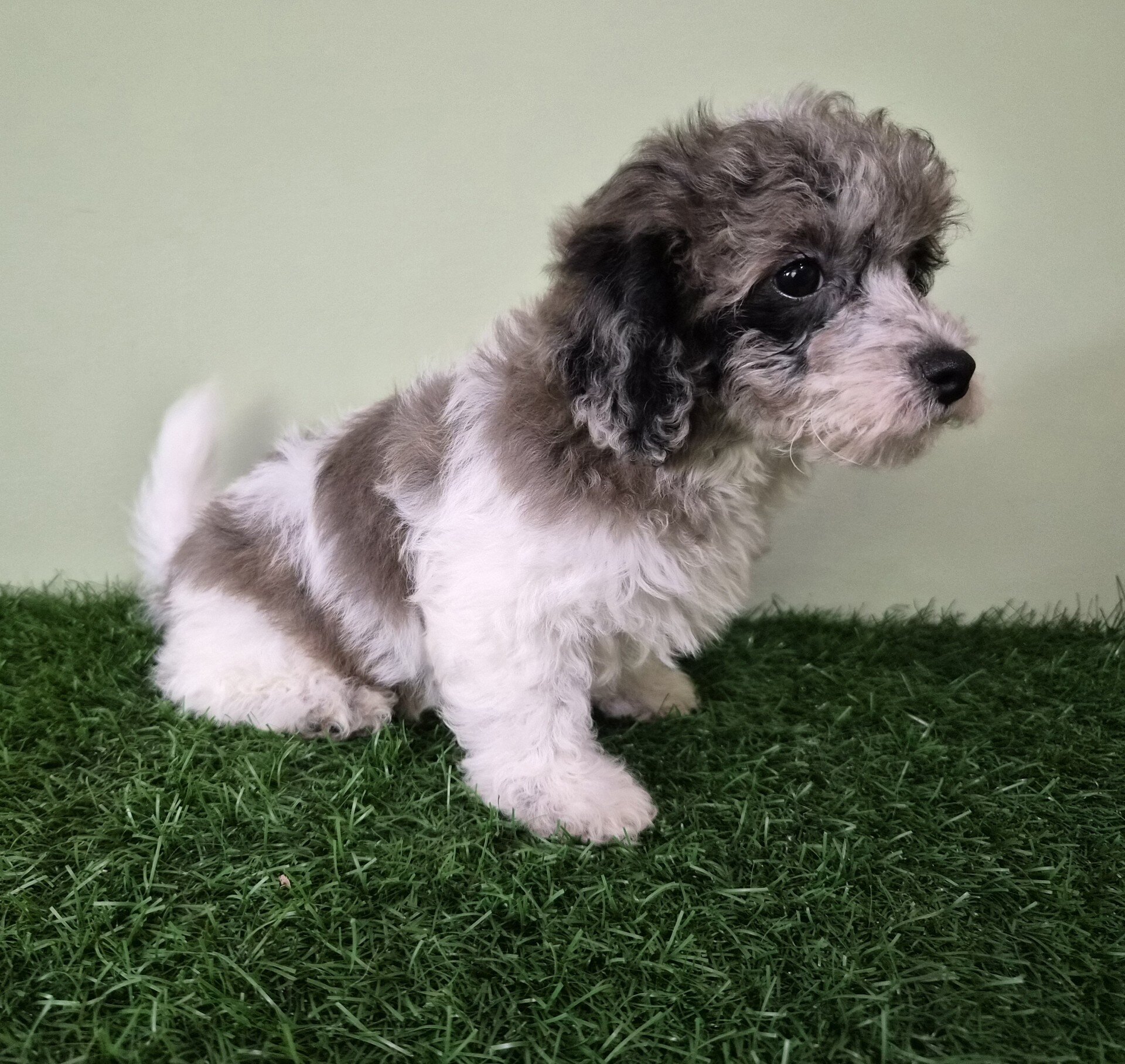 Chevelle Female Mini Poodle image 5