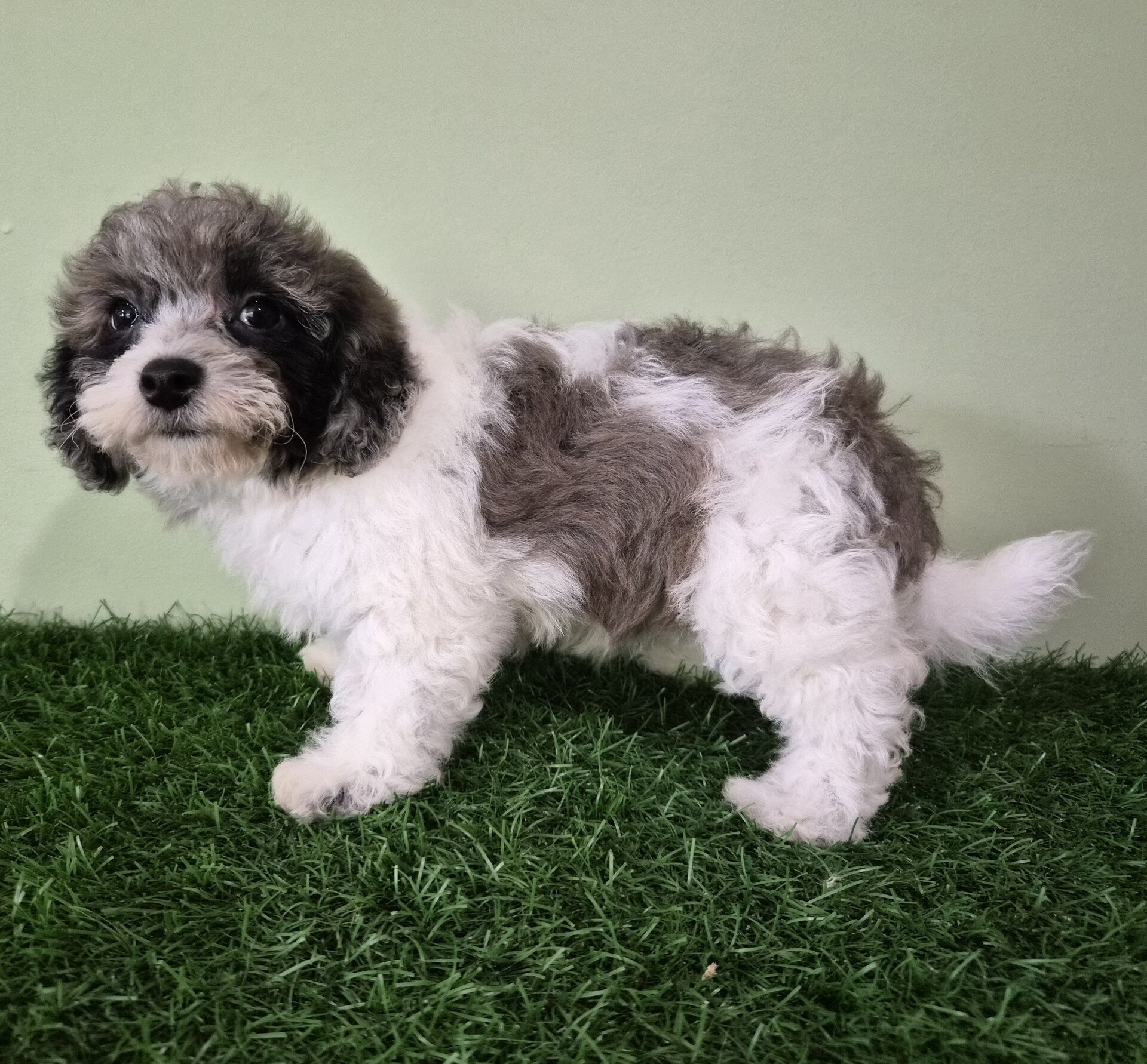 Chevelle Female Mini Poodle image 7