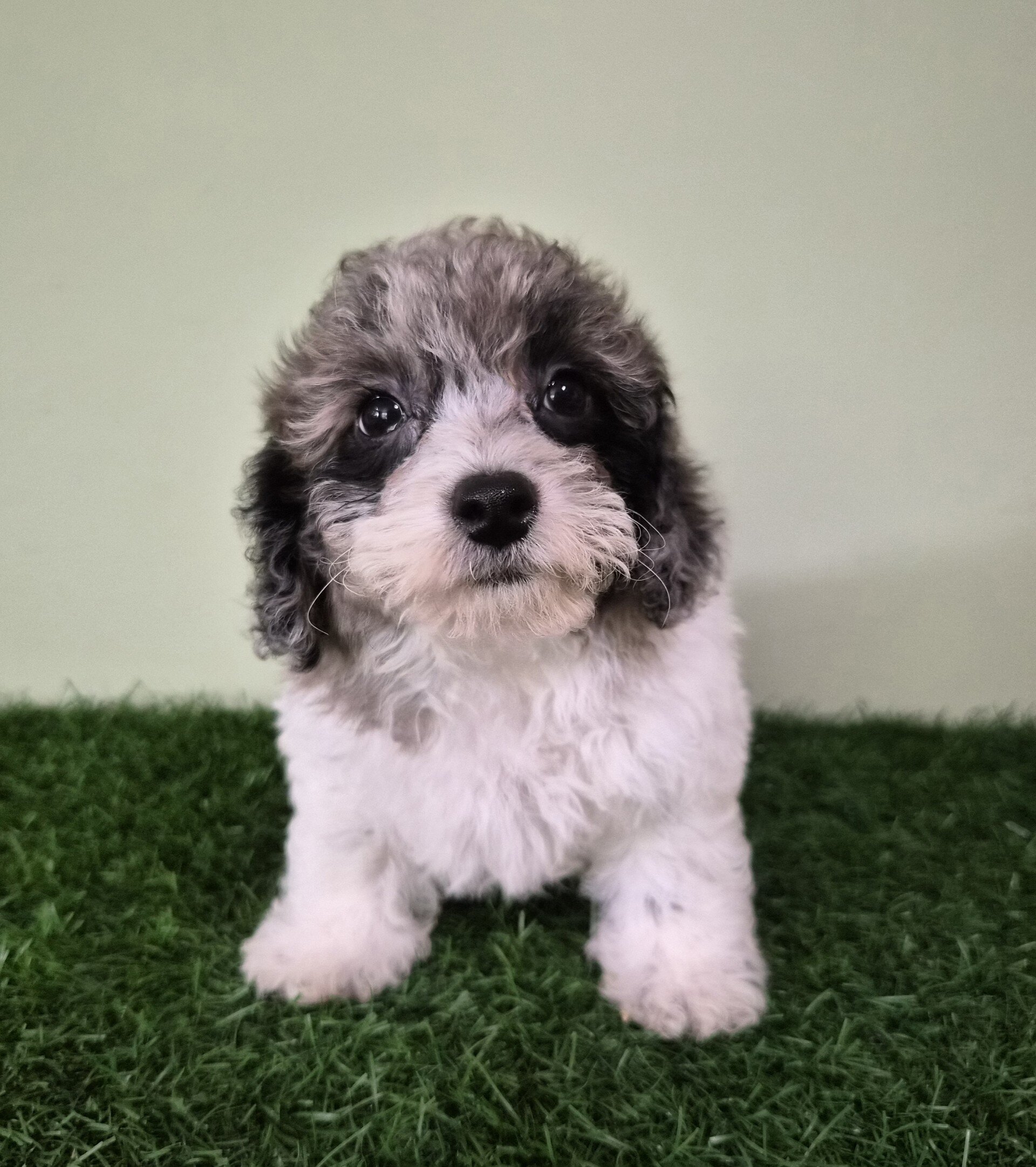 Chevelle Female Mini Poodle image 2