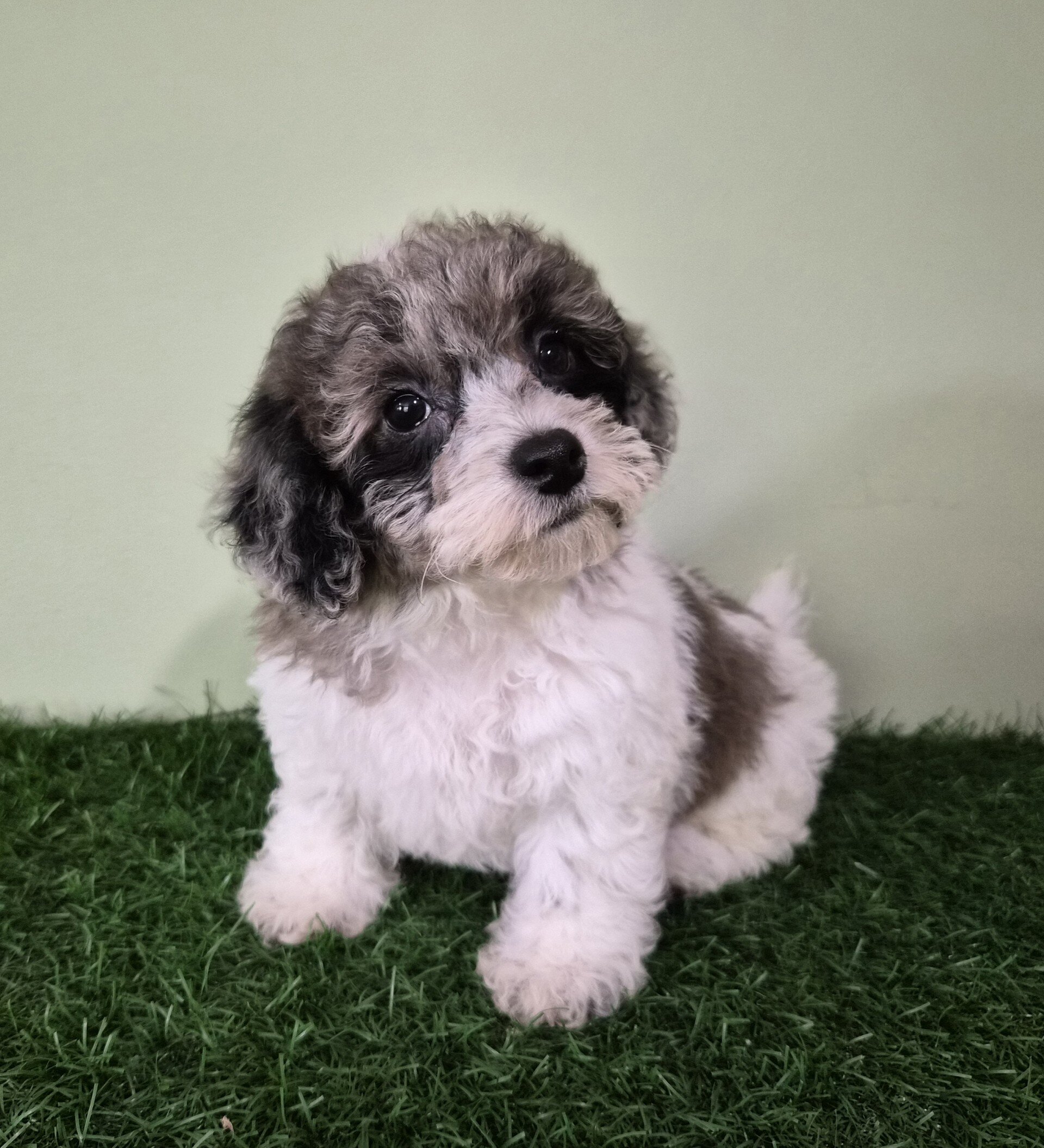 Chevelle Female Mini Poodle image 3