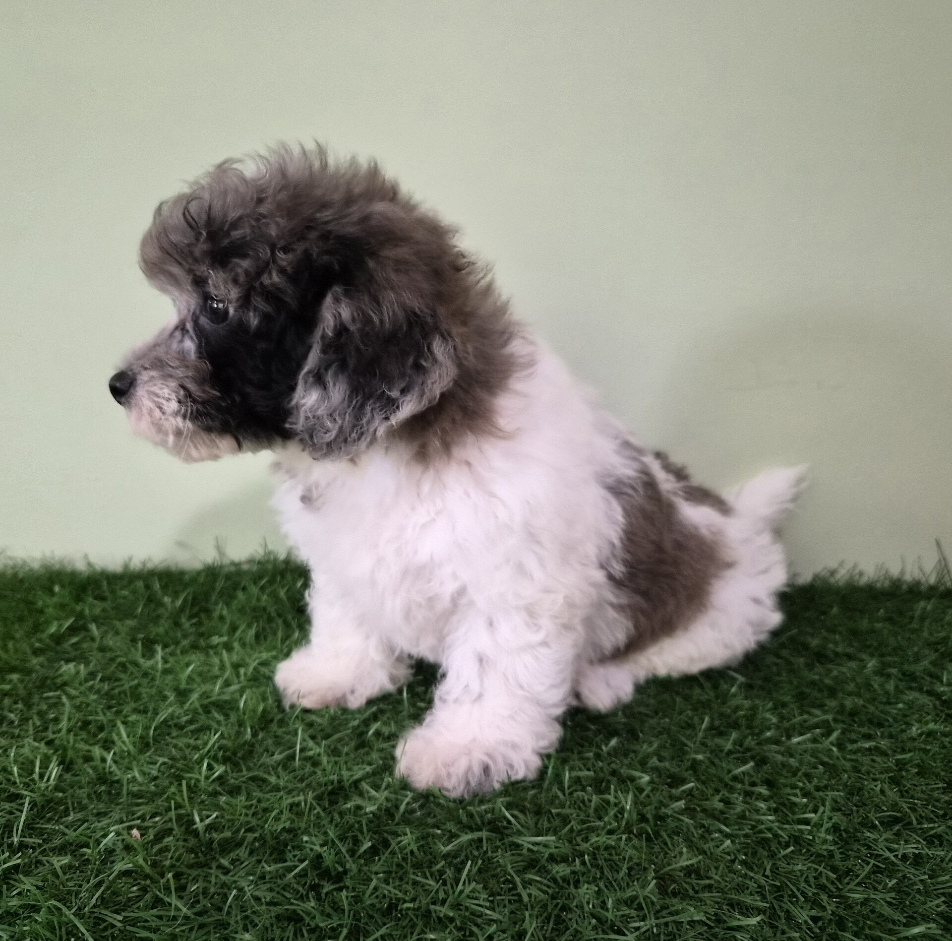 Chevelle Female Mini Poodle image 6