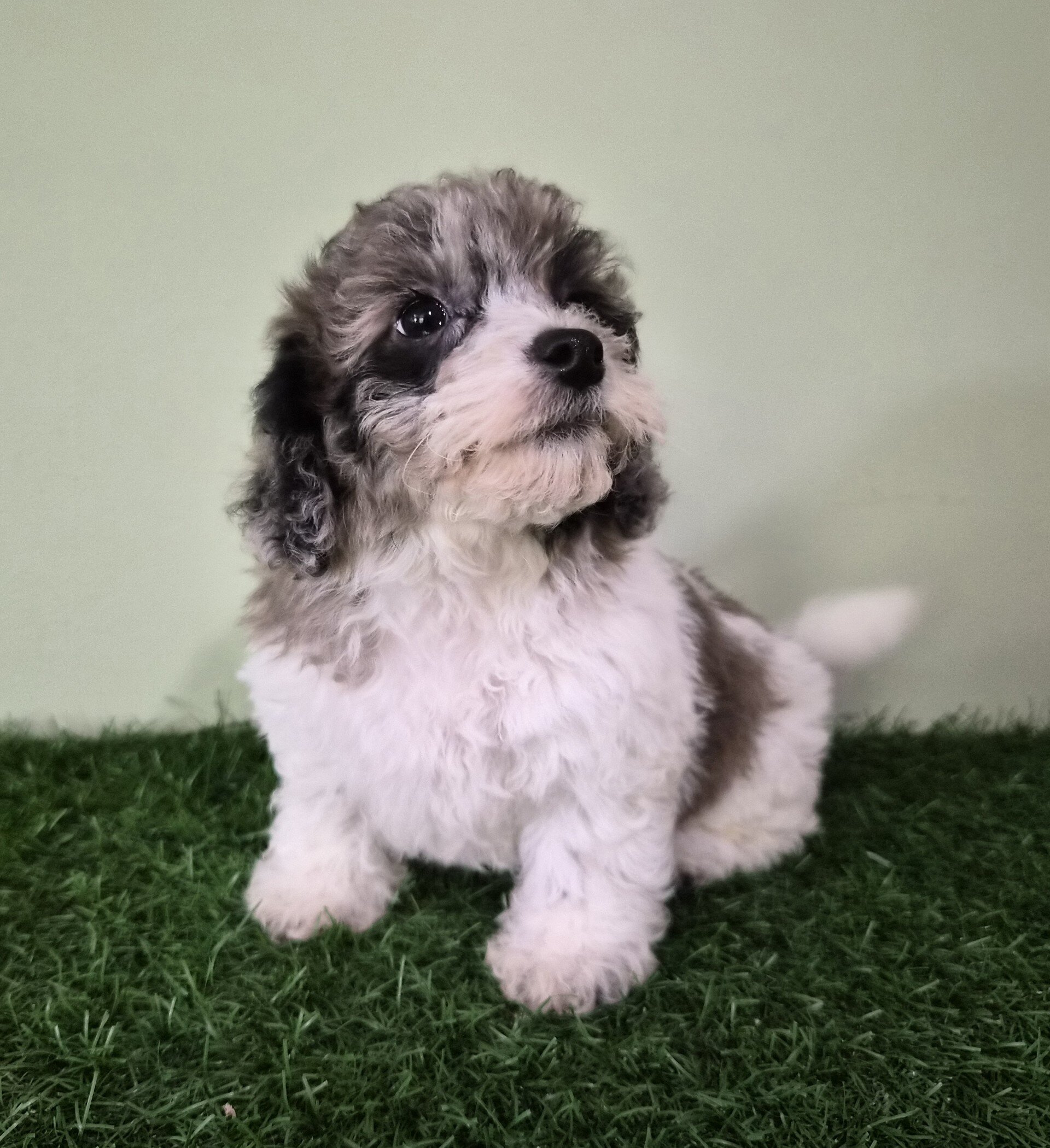 Chevelle Female Mini Poodle image 4