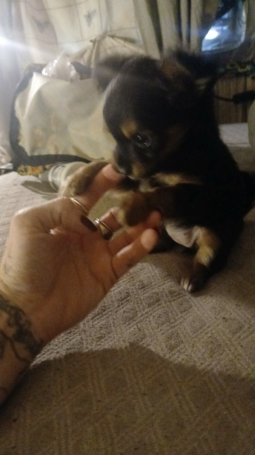 Baby Chihuahua image 1