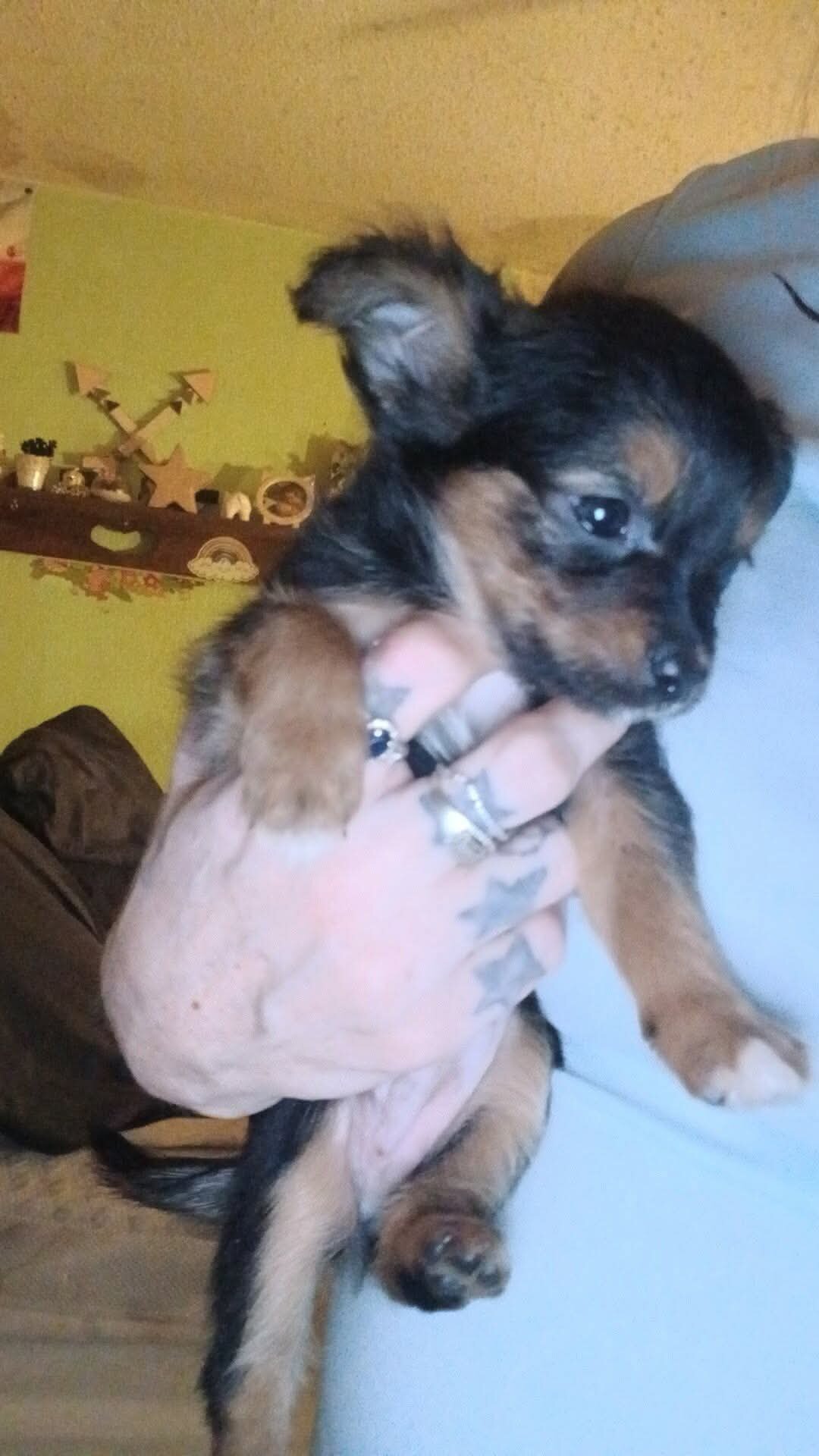Baby Chihuahua image 2