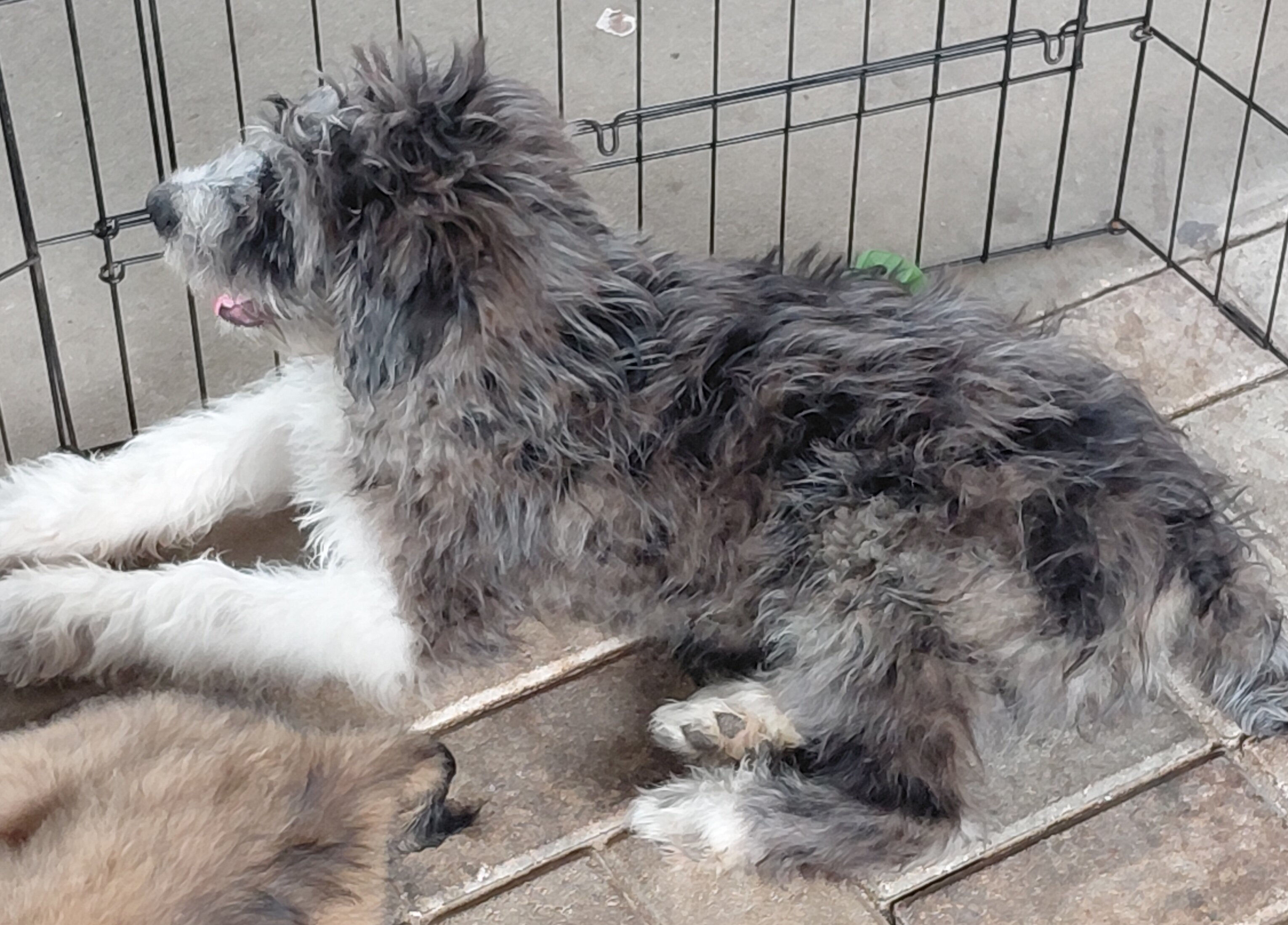 australian shepherd poodle mixes image 6