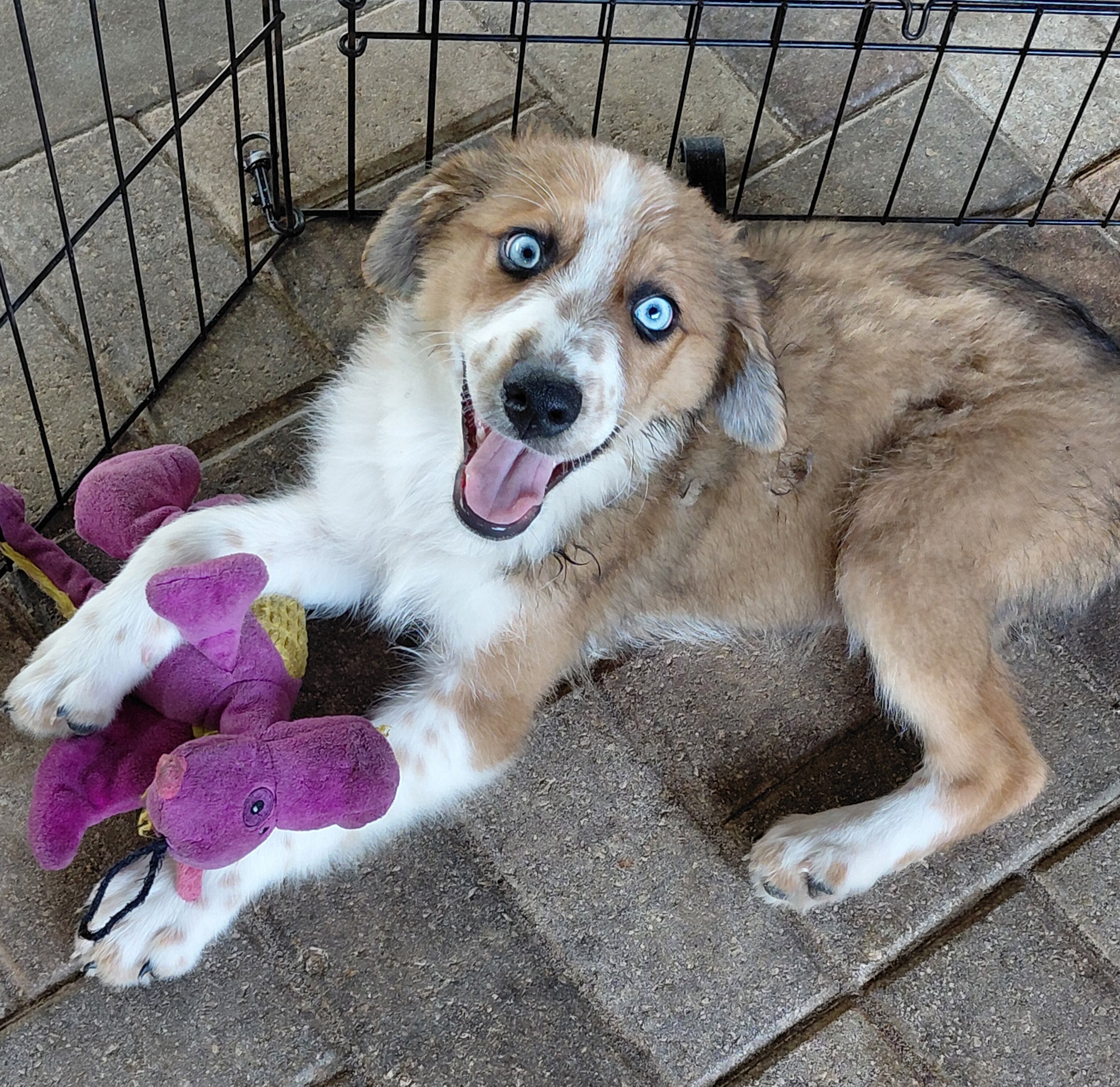 australian shepherd poodle mixes image 1