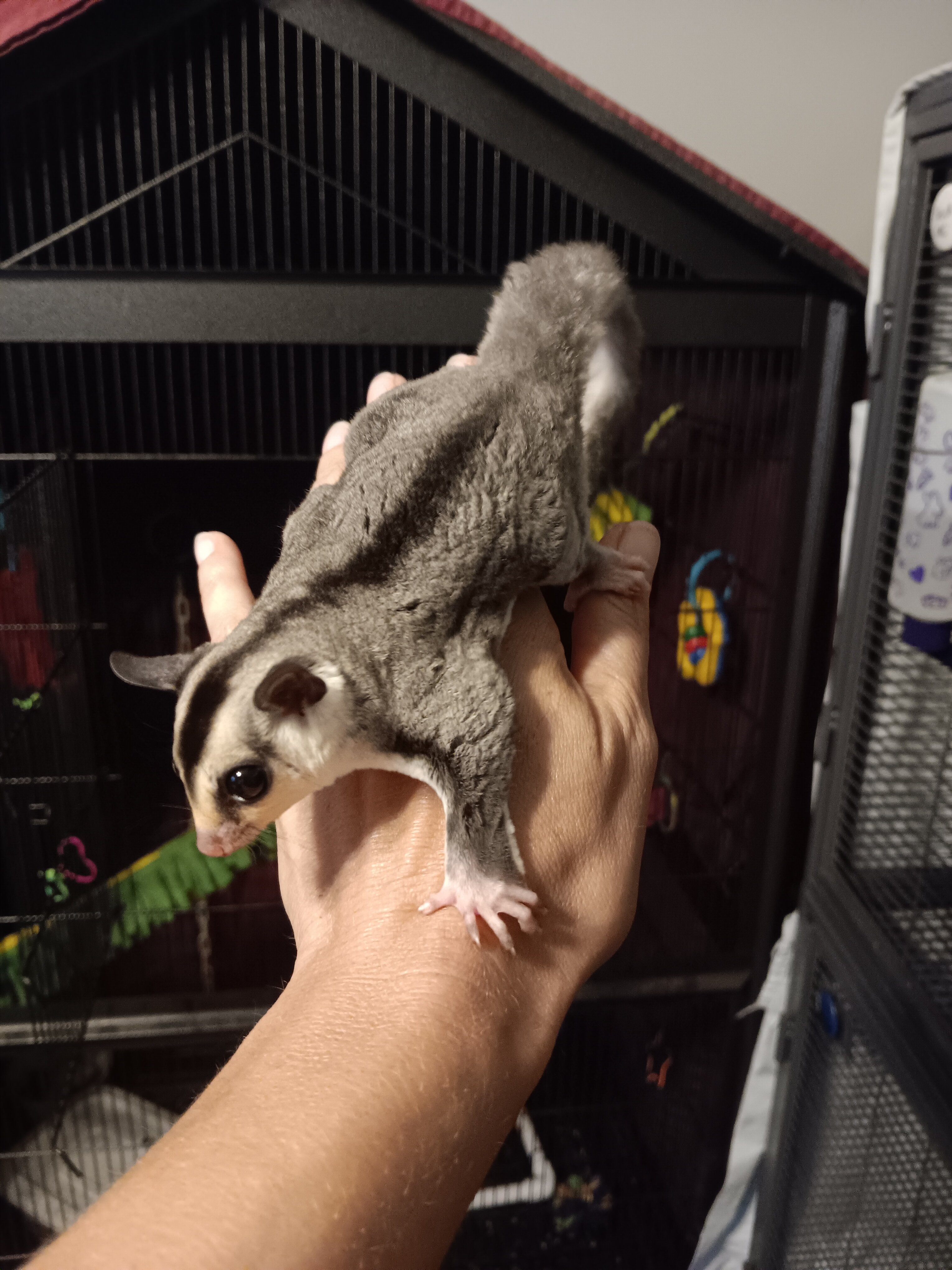 Sugar Gliders image 6