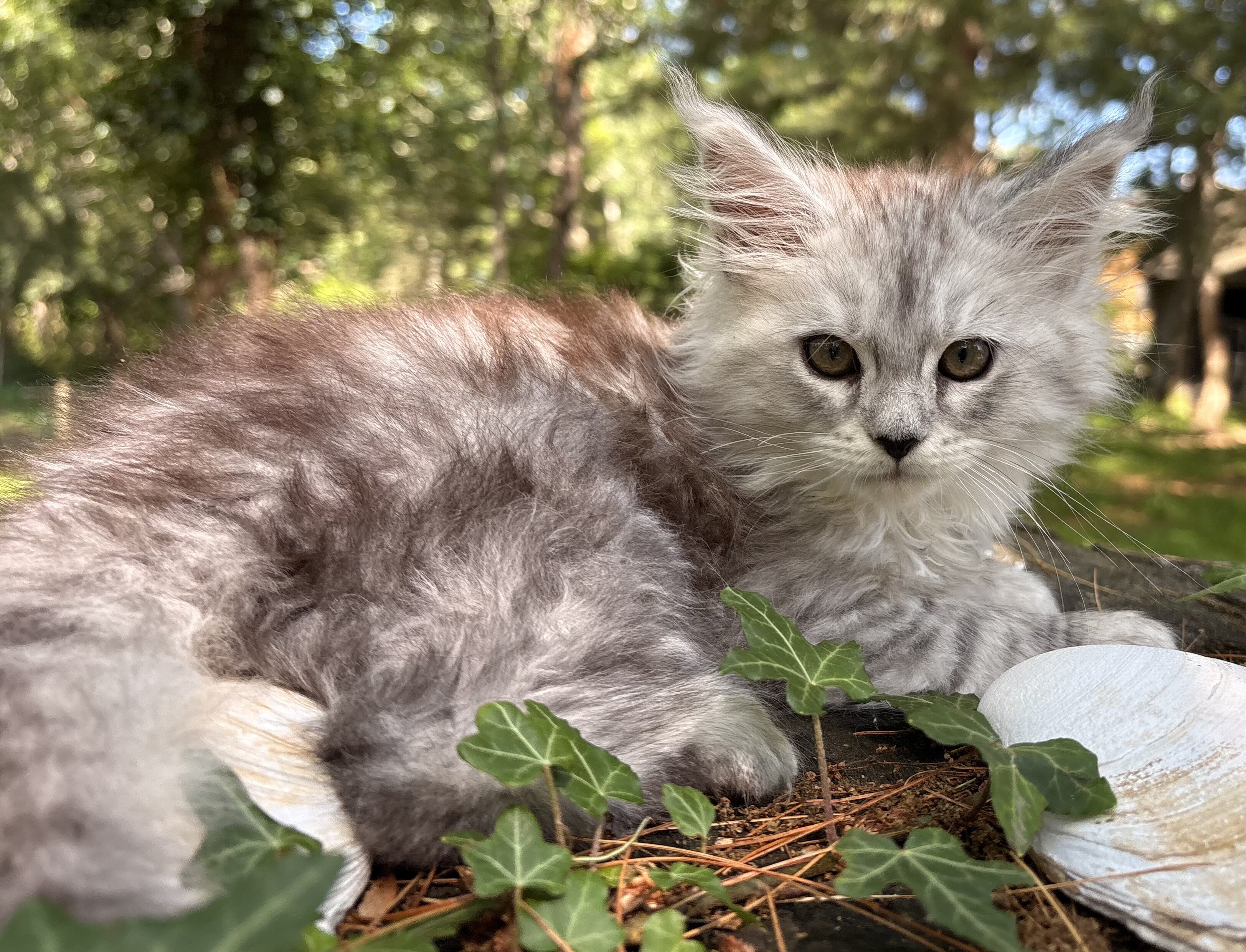TICA registered Main Coon Kittens image 5