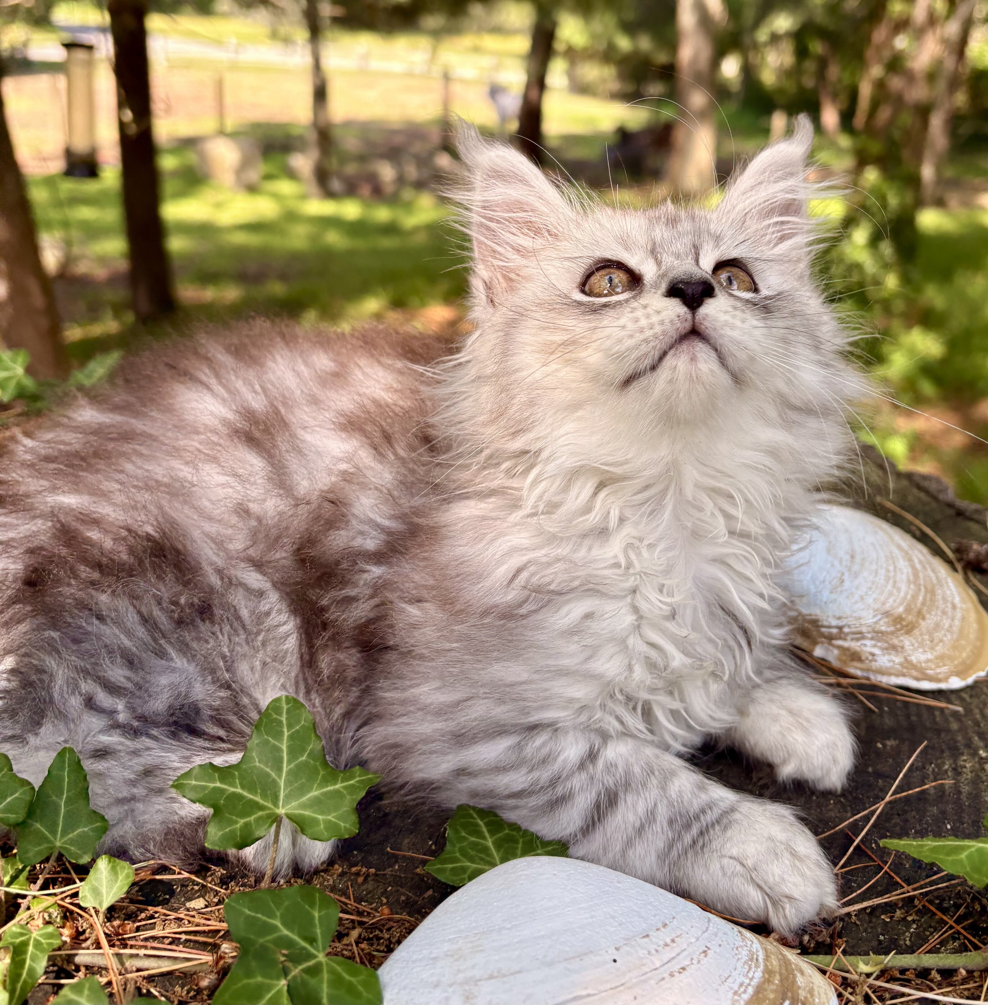 TICA registered Main Coon Kittens image 4