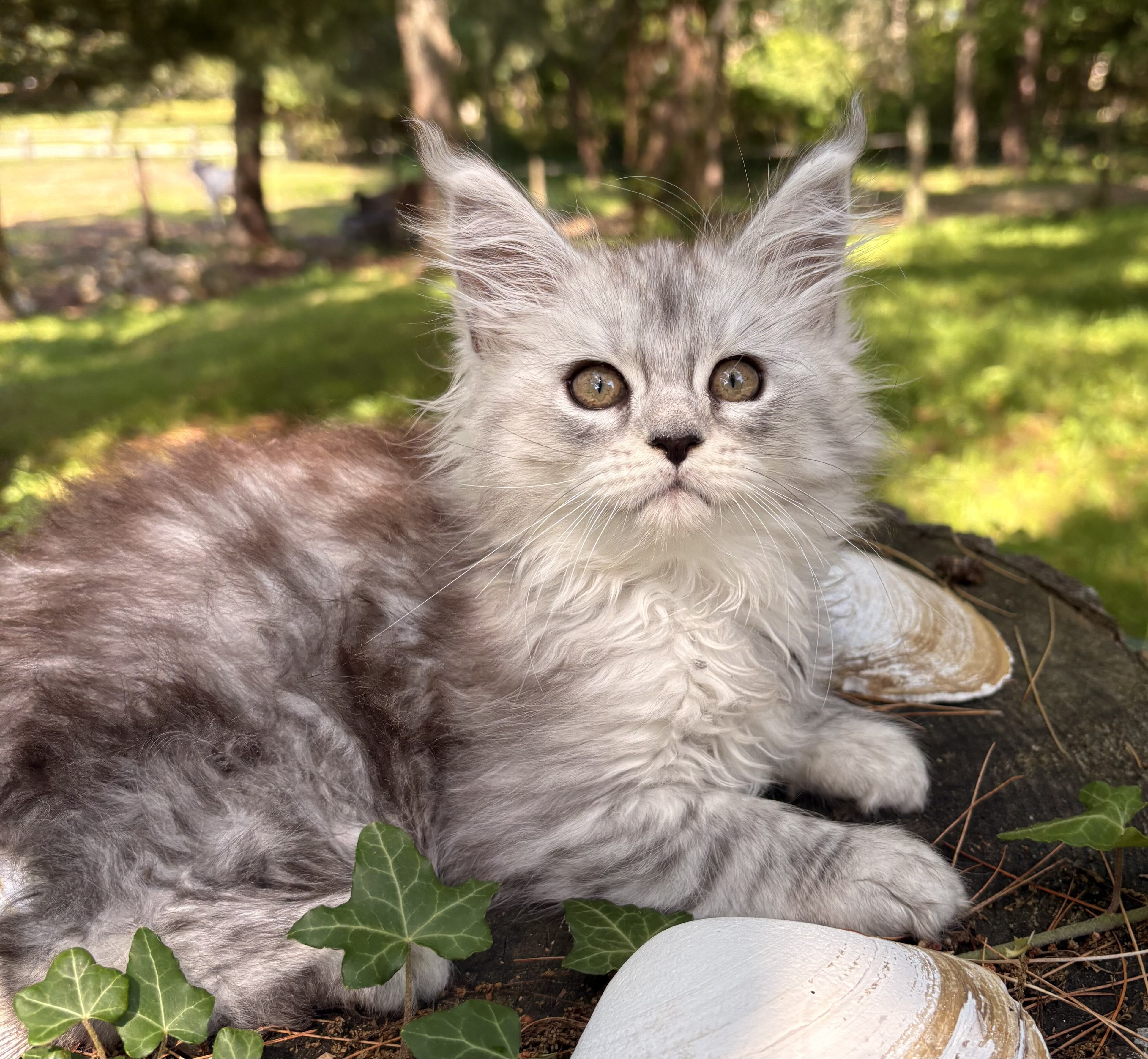 TICA registered Main Coon Kittens image 3