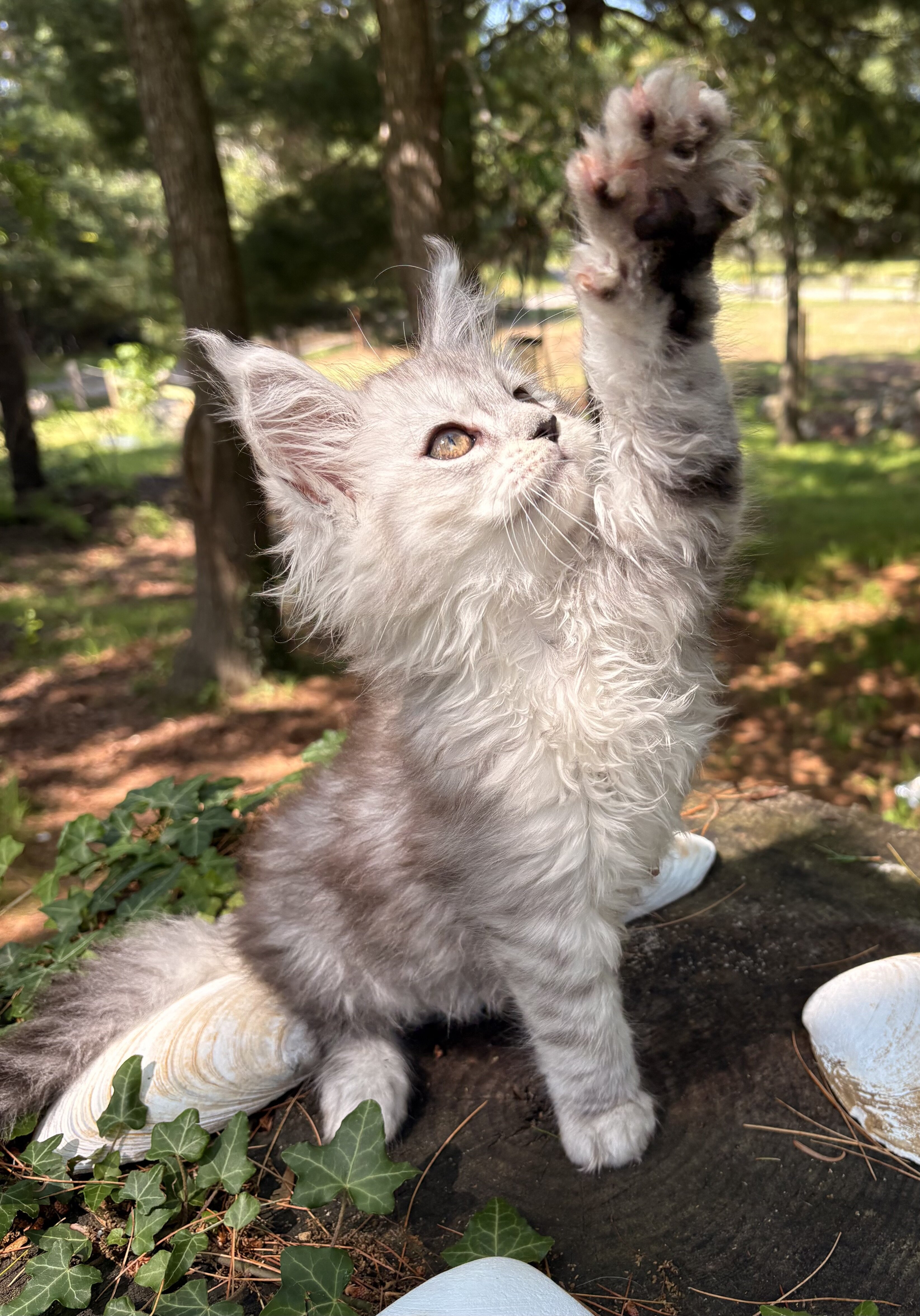 TICA registered Main Coon Kittens image 2