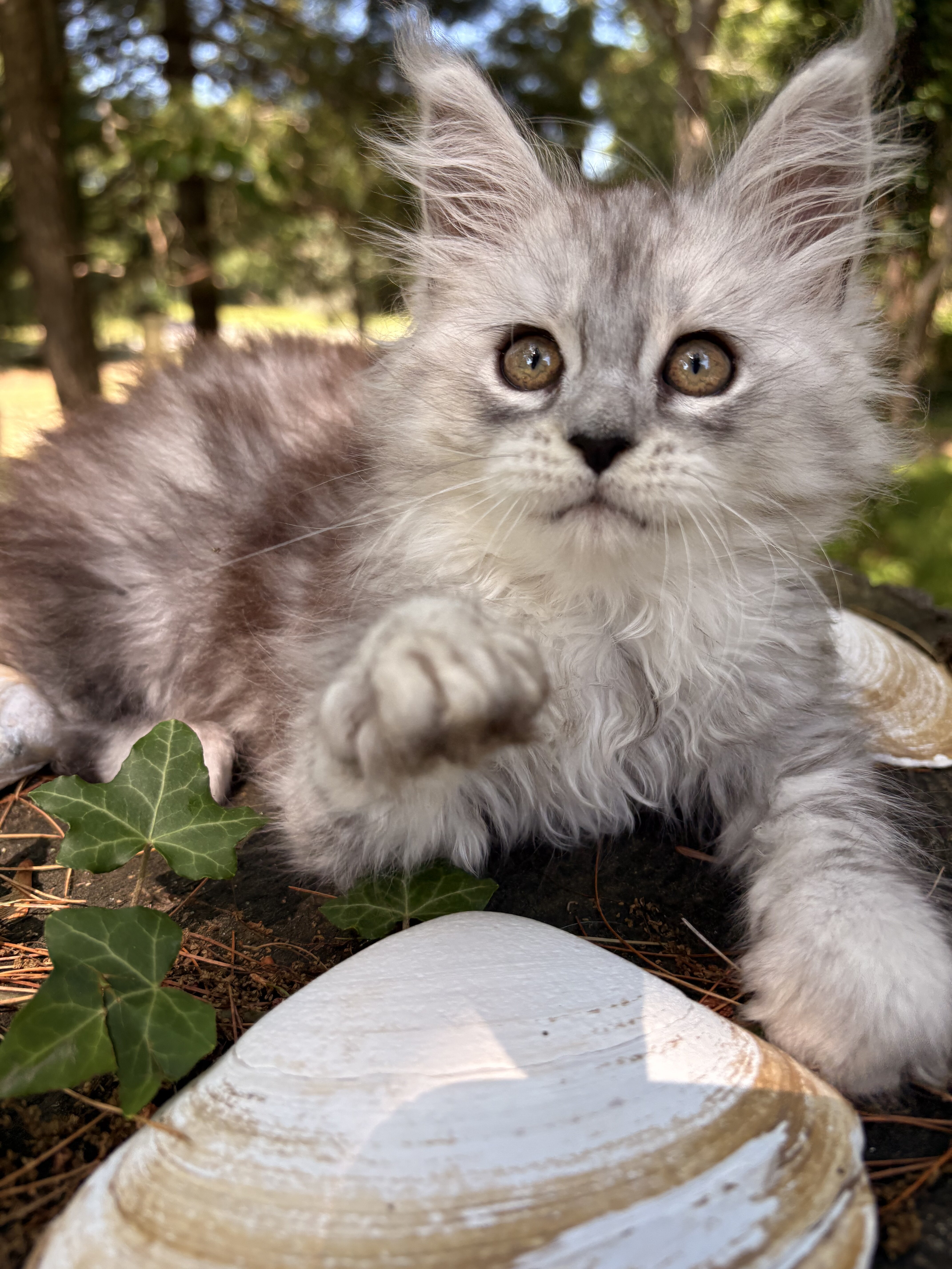 TICA registered Main Coon Kittens image 1