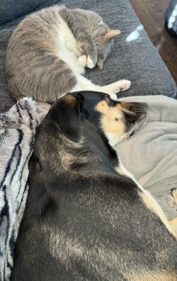 German Shepard Mix image 4