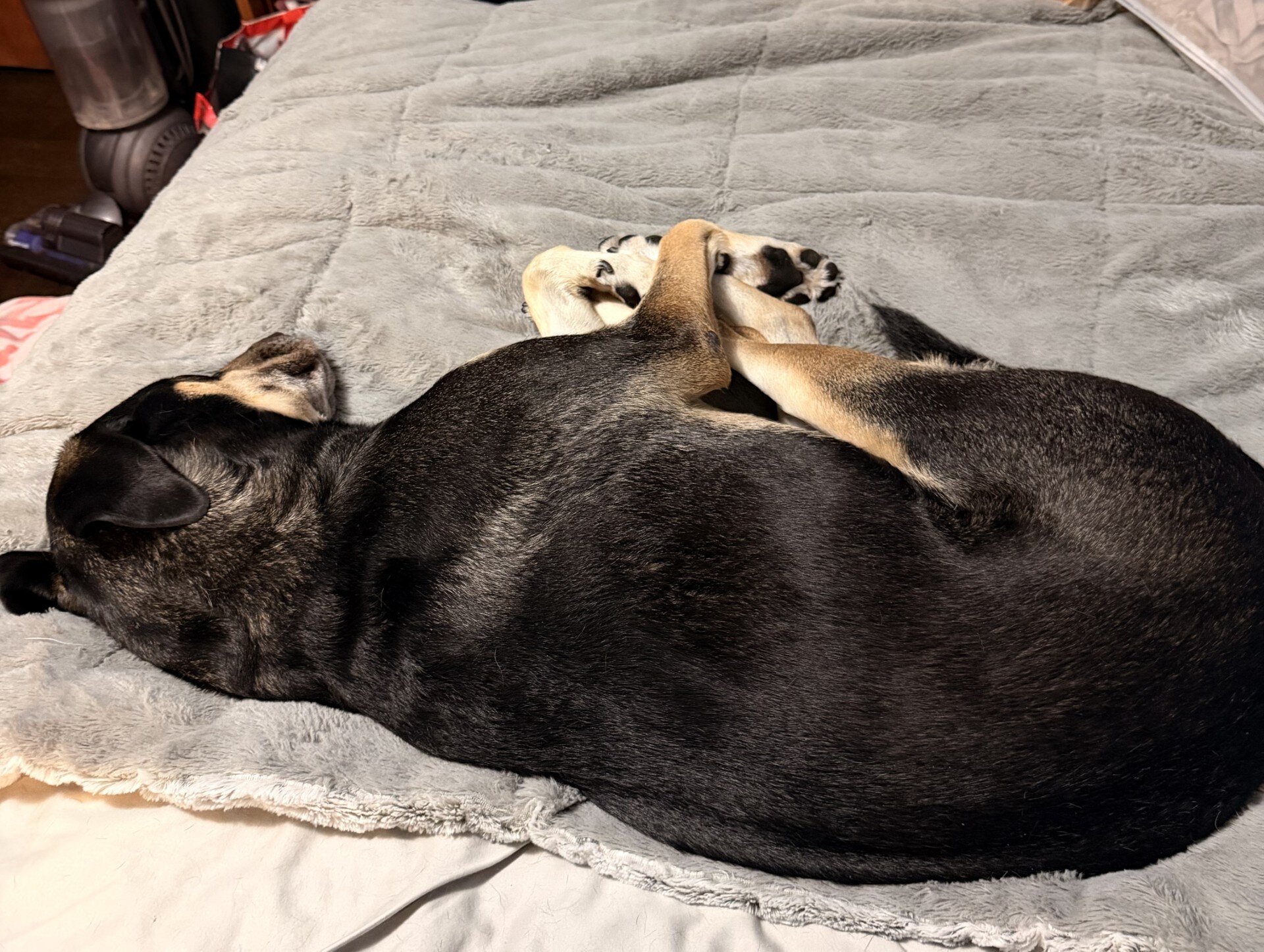 German Shepard Mix image 3