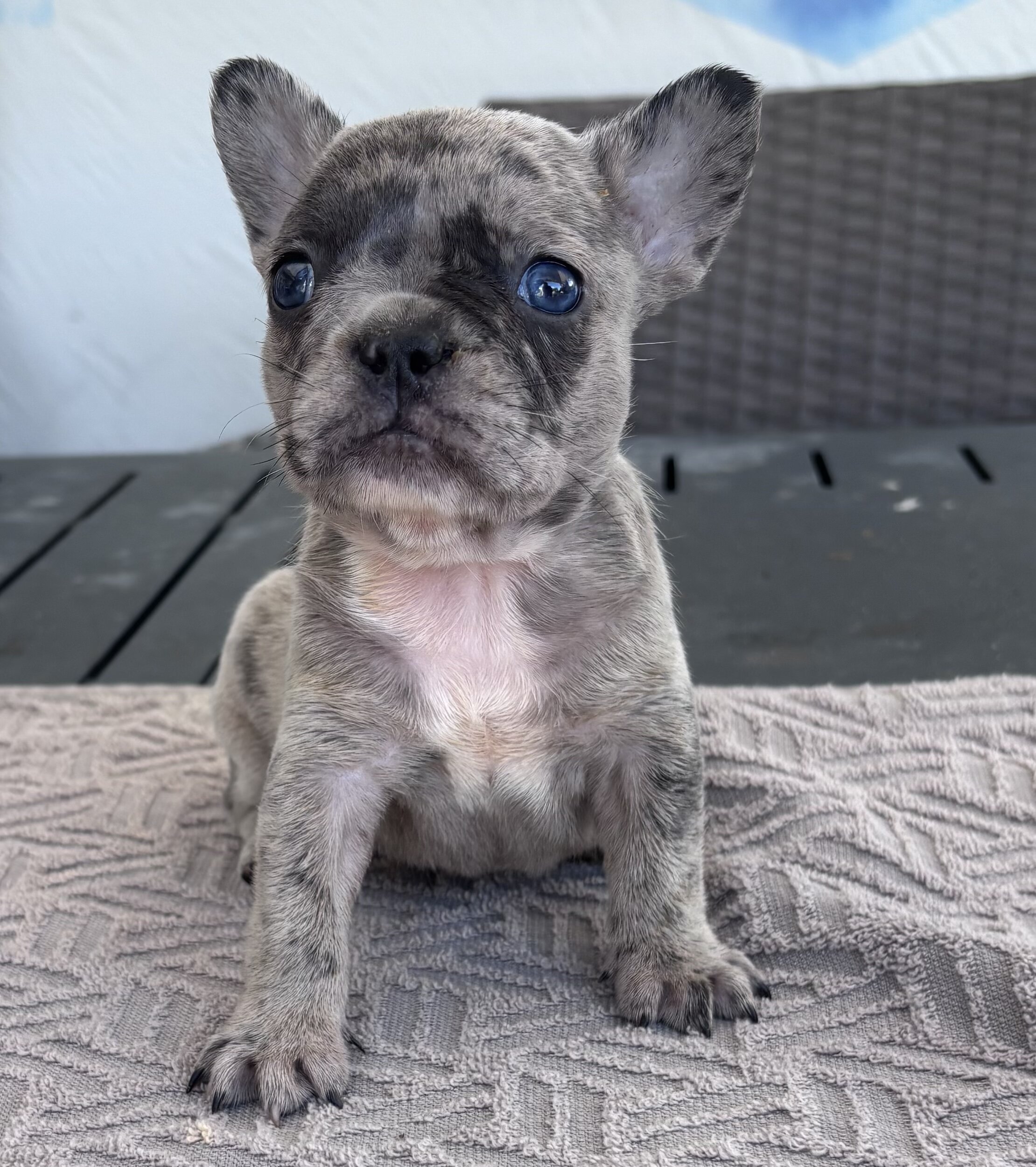 Puppies image 1