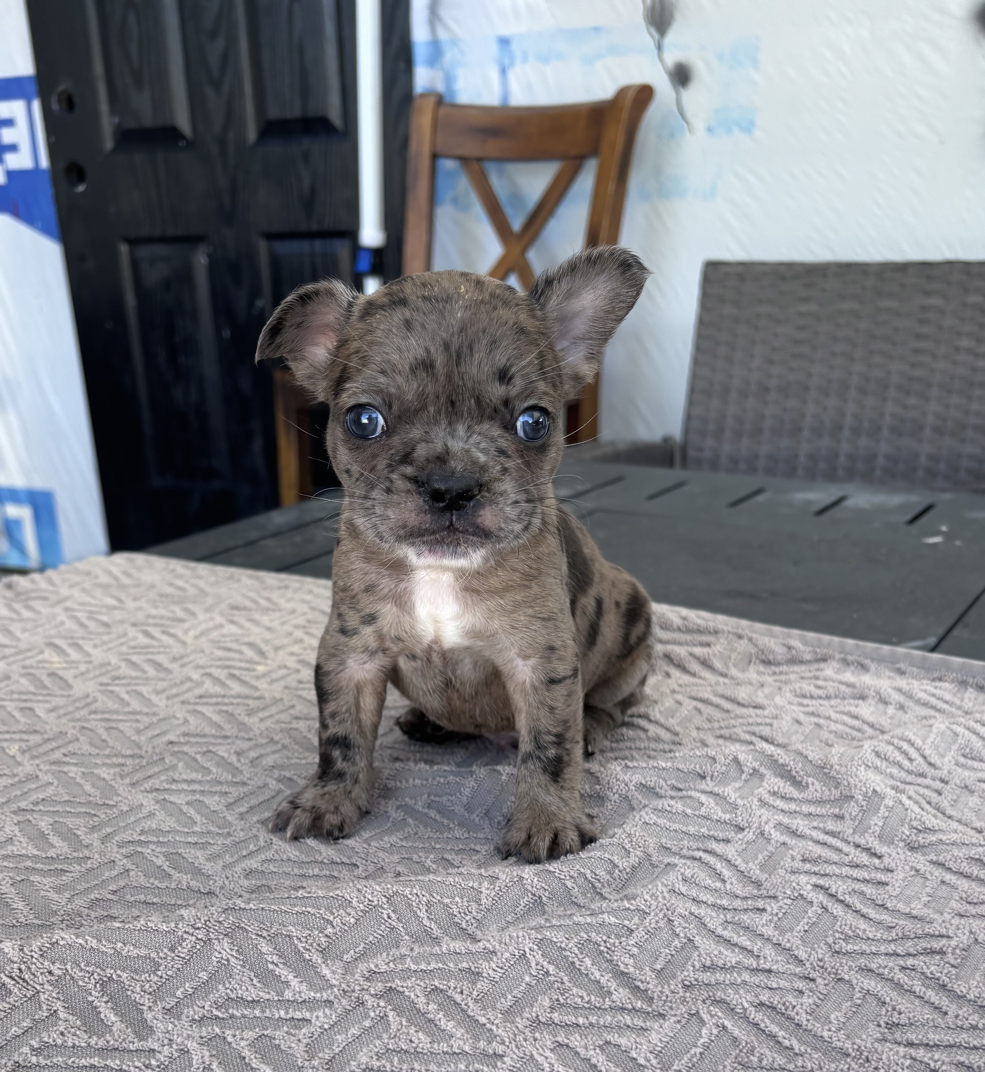 Puppies image 2
