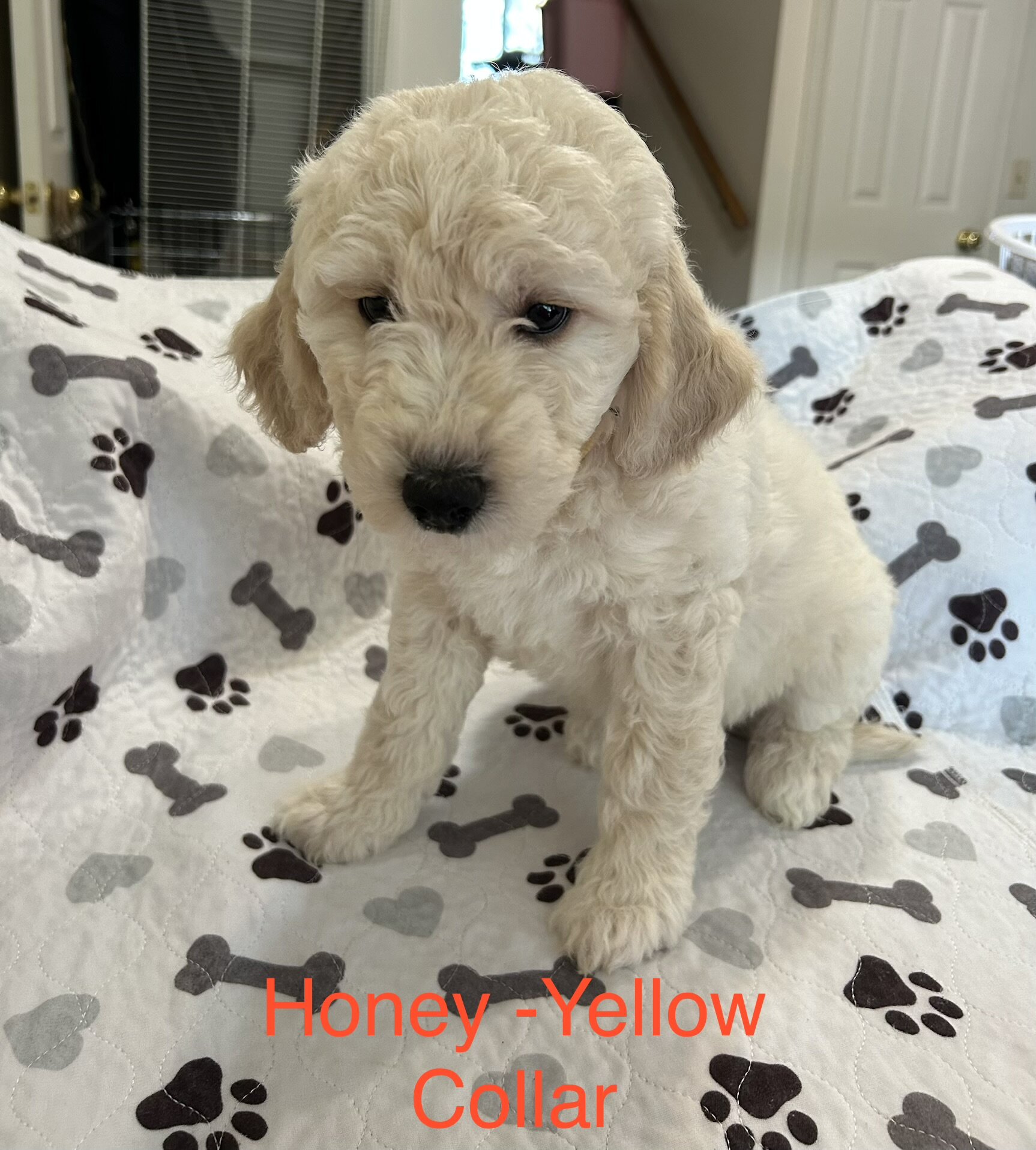 💝🐾✨ English Cream Goldendoodles ✨🐾💝 image 1
