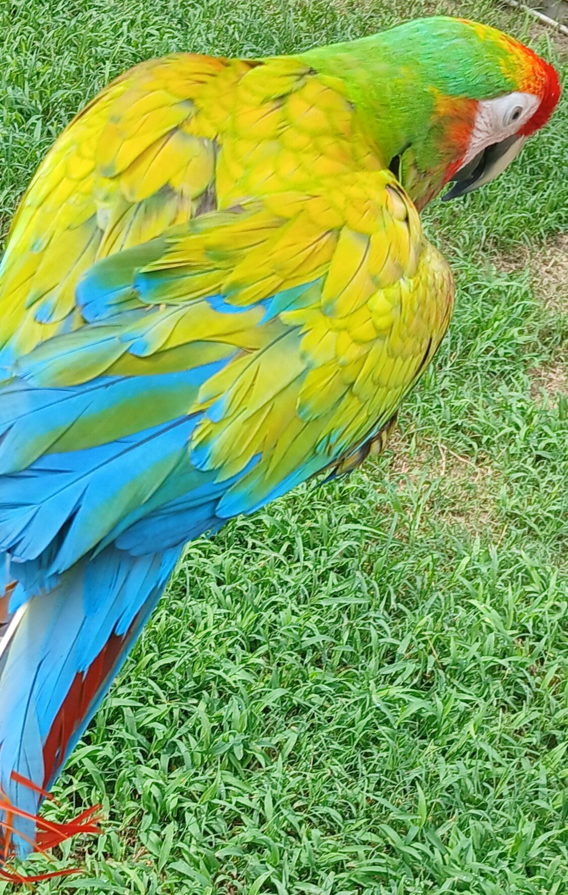 Verde Macaw - Yellow Dominant (Scarlet X Buffon's) image 3