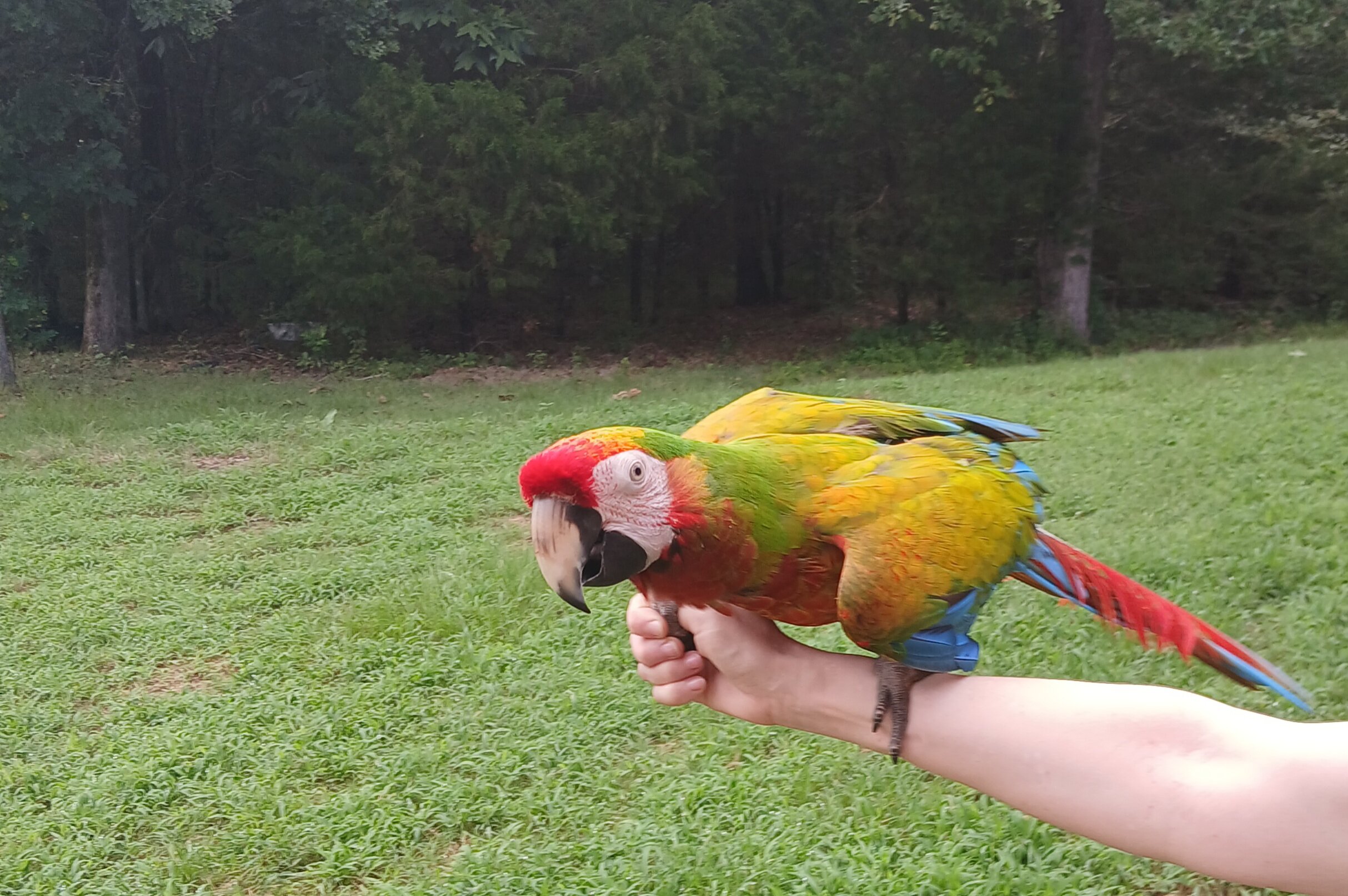 Verde Macaw - Yellow Dominant (Scarlet X Buffon's) image 2