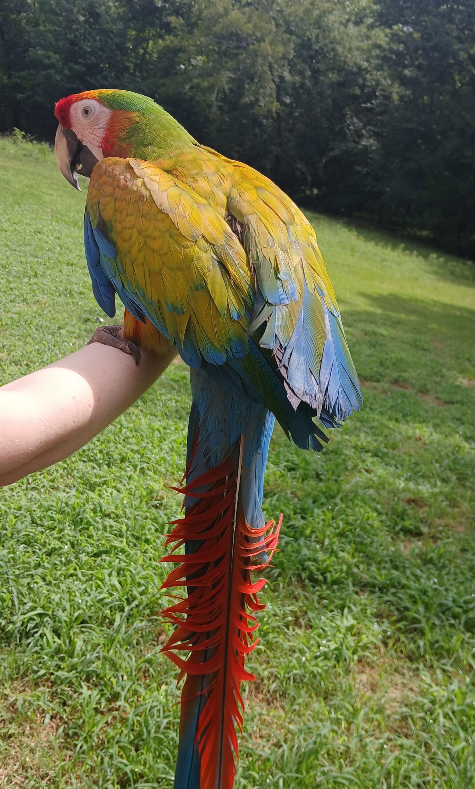 Verde Macaw - Yellow Dominant (Scarlet X Buffon's) image 1