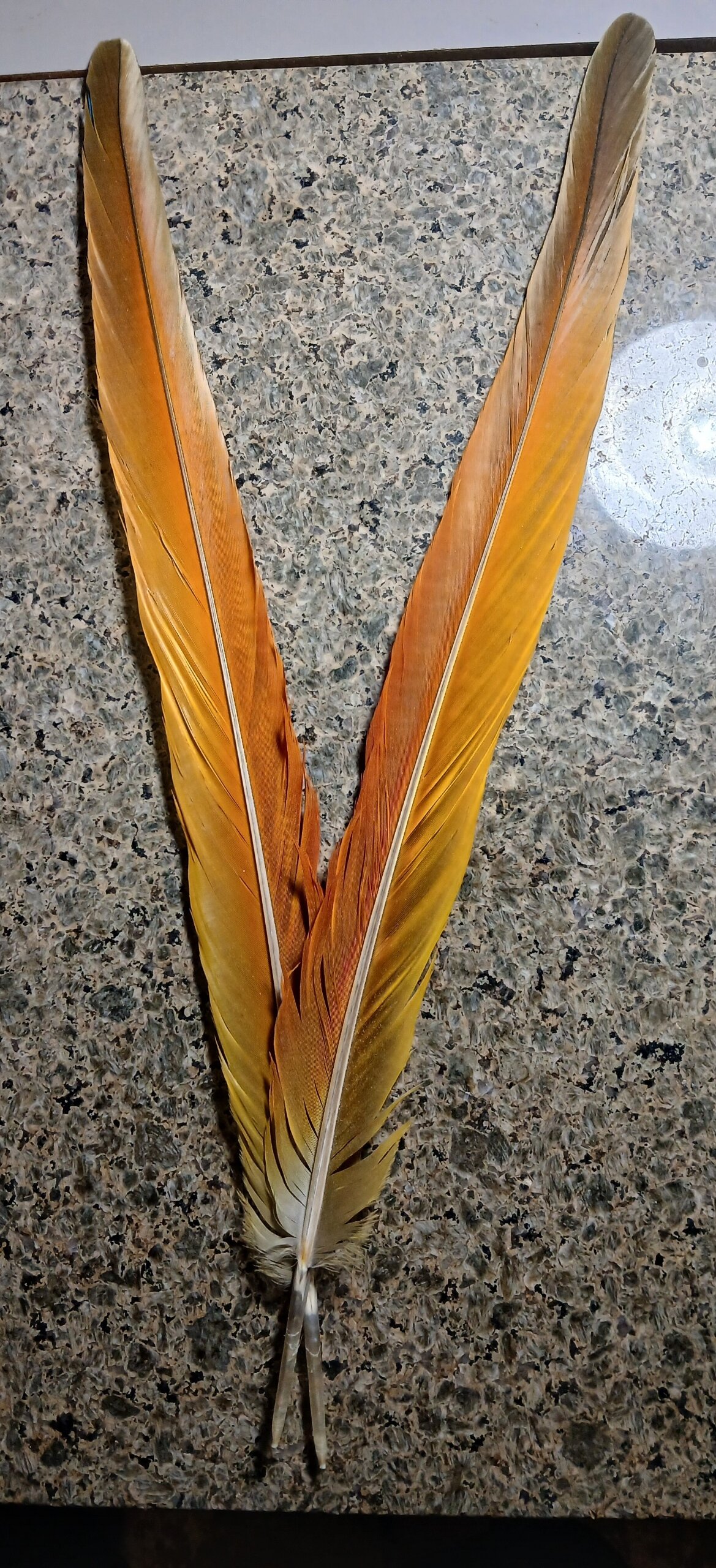 Verde Macaw - Yellow Dominant (Scarlet X Buffon's) image 4
