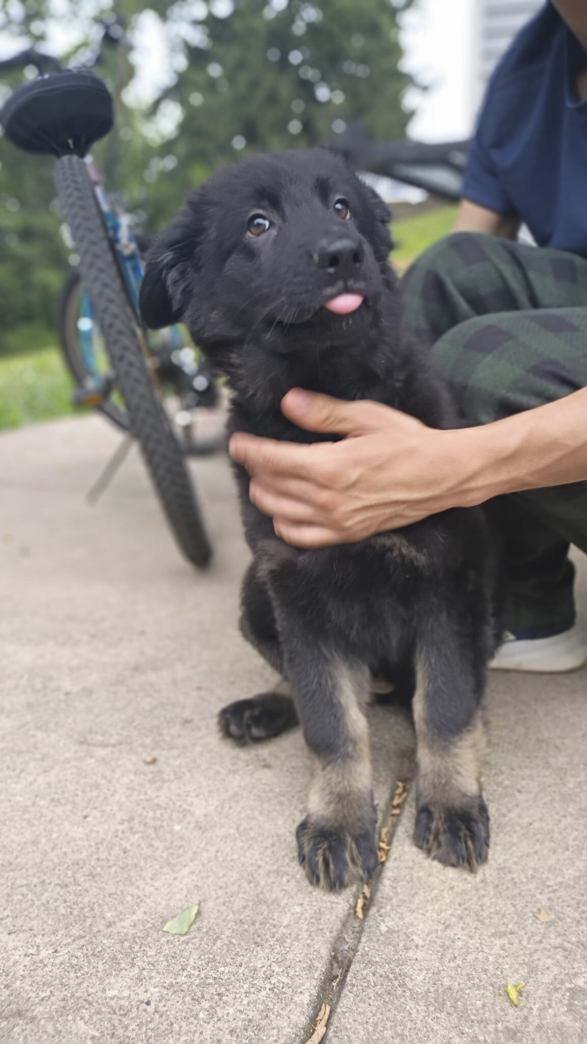 AKC German shepherd puppies!! image 6