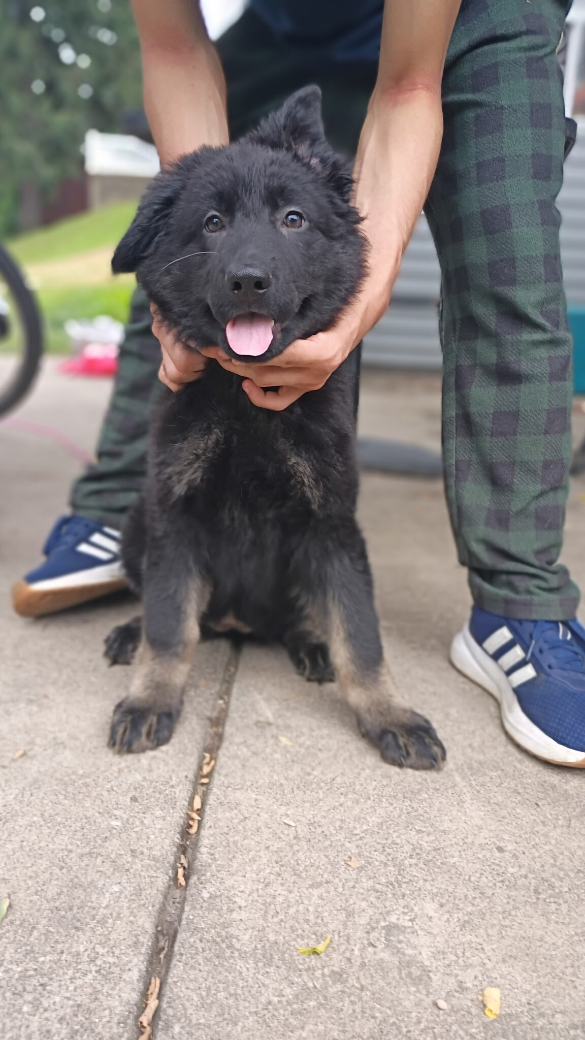 AKC German shepherd puppies!! image 2