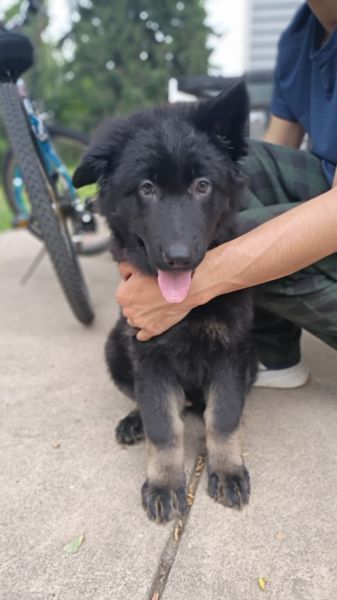 AKC German shepherd puppies!! image 8