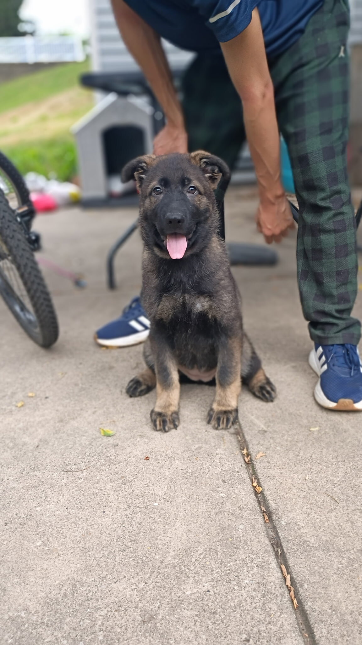 AKC German shepherd puppies!! image 7