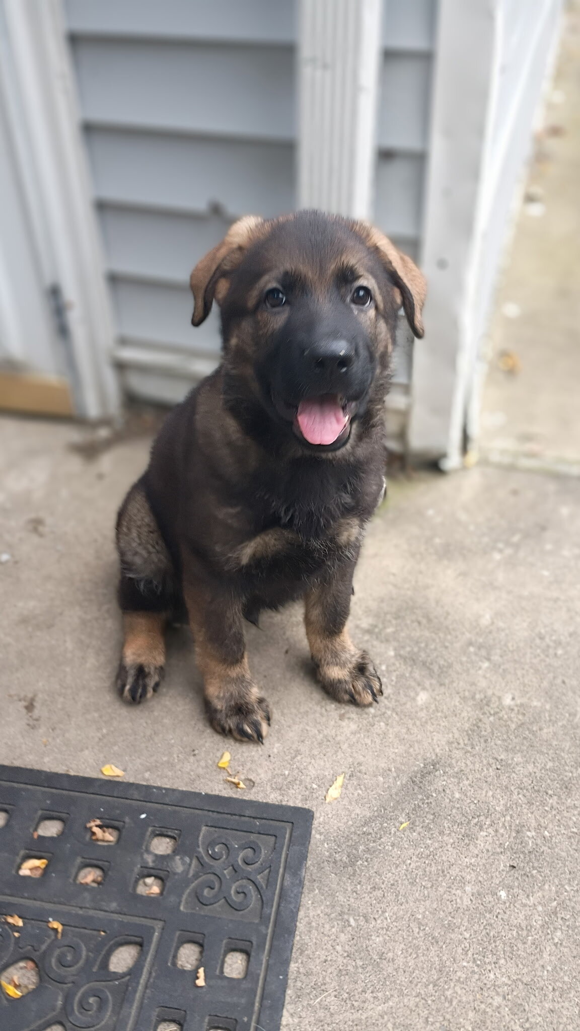 AKC German shepherd puppies!! image 9